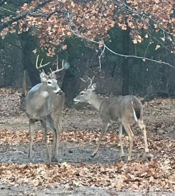 10 Ridglea Court Nocona, TX 76255 - Photo 31 of 39 a view of a yard