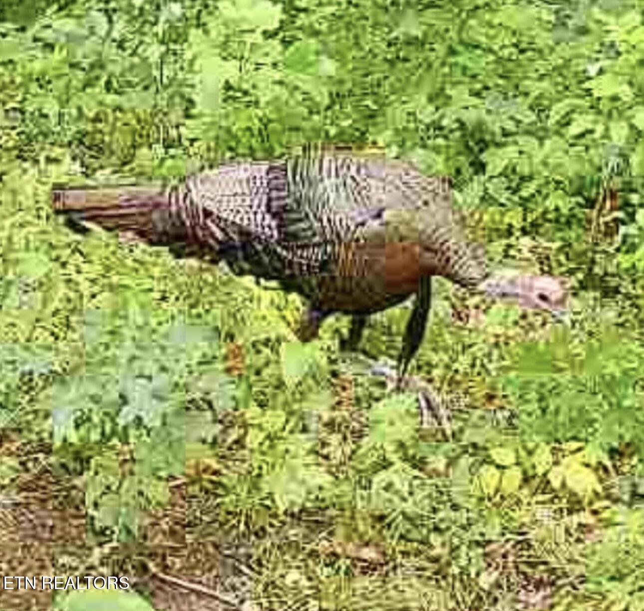 100 Knot Hole Left Road Arjay, KY 40902 - Photo 3 of 17 Turkey