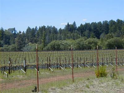 895 Howell Mountain Road Angwin, CA 94508 - Photo 1 of 11 Vineyard Views