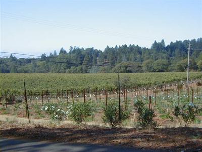 895 Howell Mountain Road Angwin, CA 94508 - Photo 11 of 11 Vineyard View