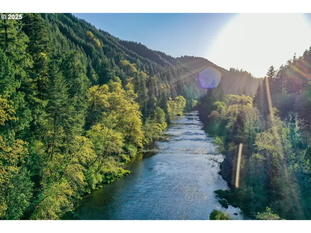 a view of a park with large trees and plants