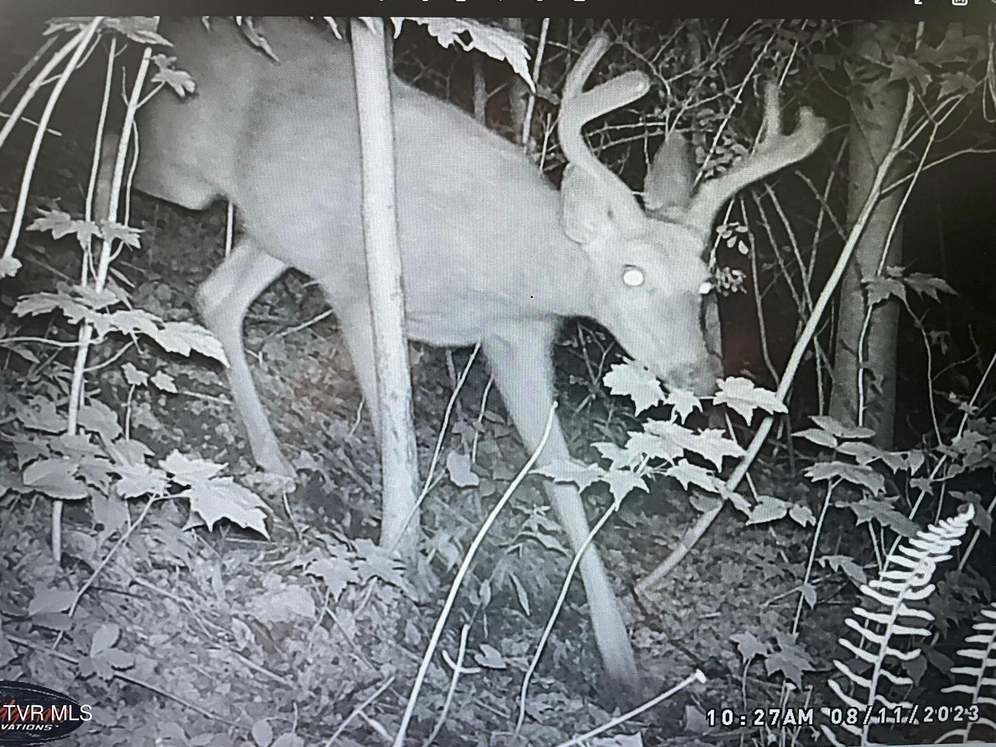 141 Canter Road Trade, TN 37691 - Photo 58 of 59 IMG_4164