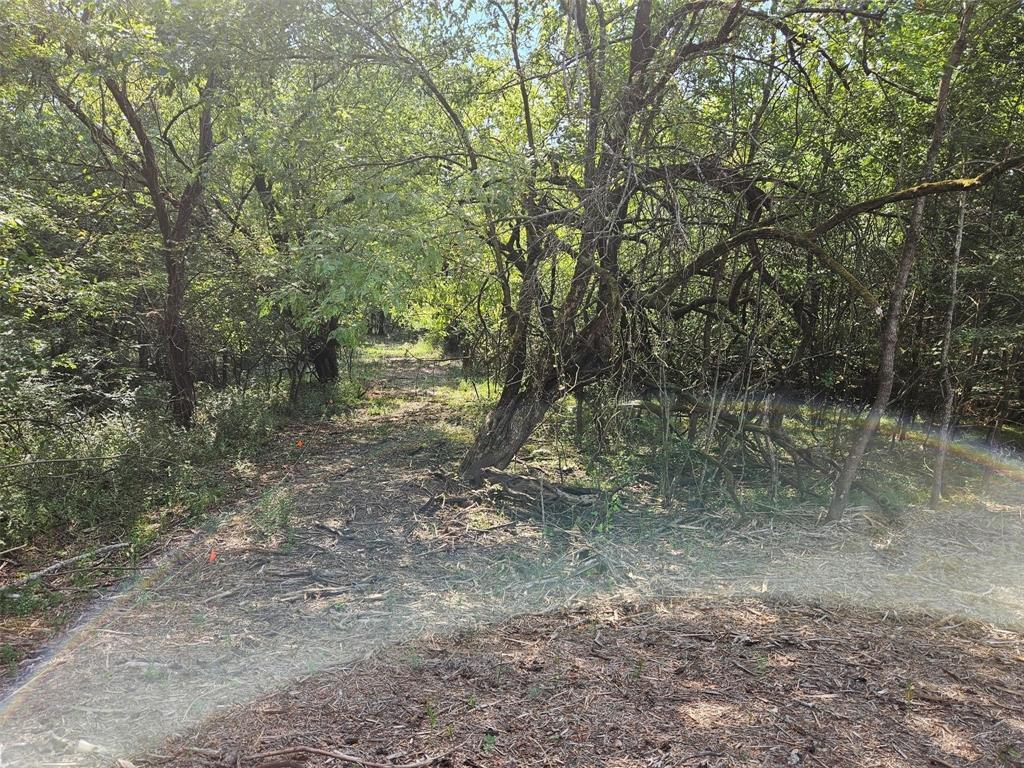 0 Hayfield Court Paris, TX 75460 - Photo 17 of 26 a view of a forest with trees in the background