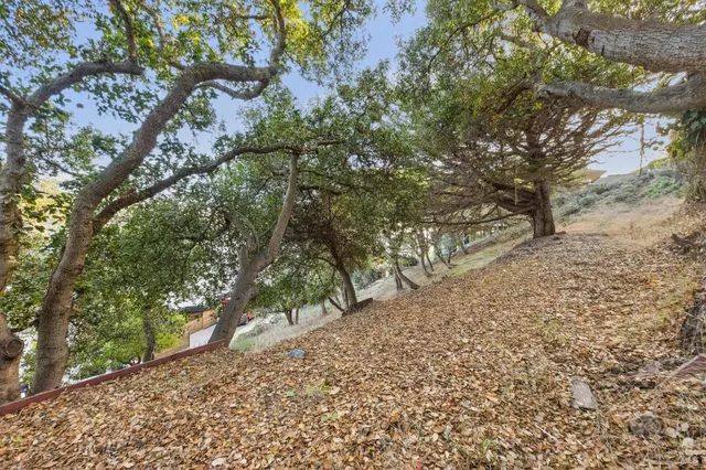 a view of a yard with plants and trees
