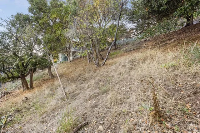 a view of a yard with a tree