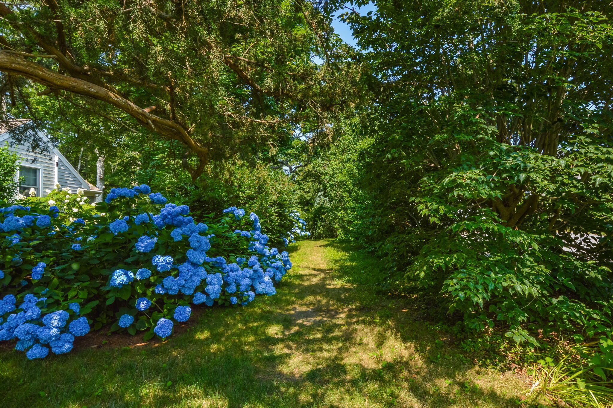 141 Pond View Drive Centerville, MA 02632 - Photo 37 of 44 a plant that is in a garden