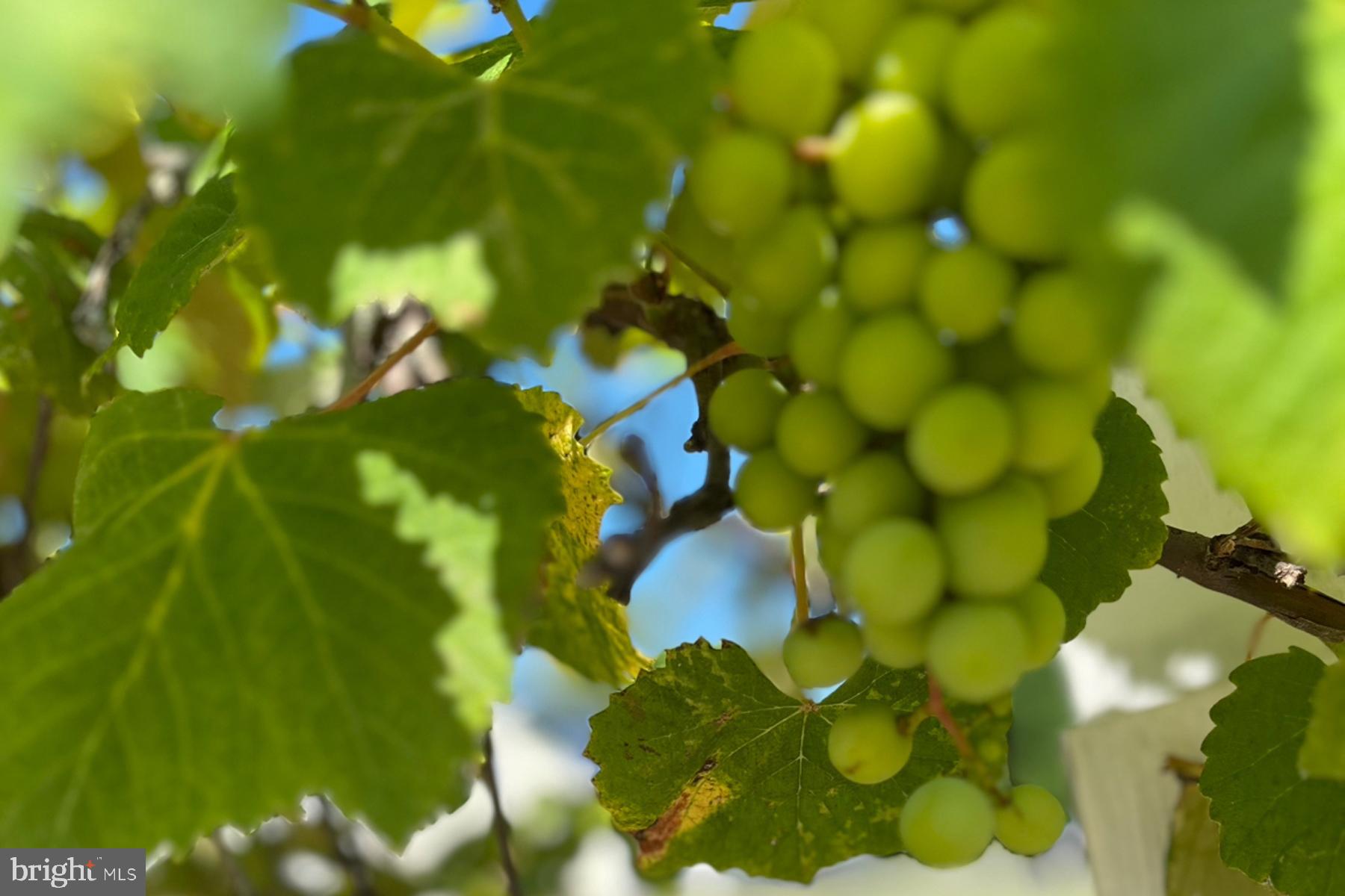 18605 Road 255 Georgetown, DE 19947 - Photo 85 of 93