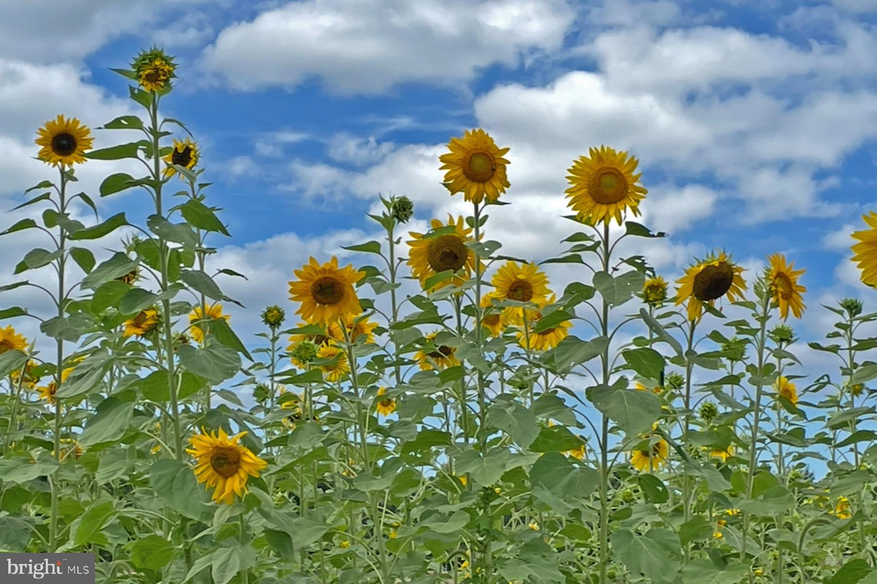 18605 Road 255 Georgetown, DE 19947 - Photo 86 of 93