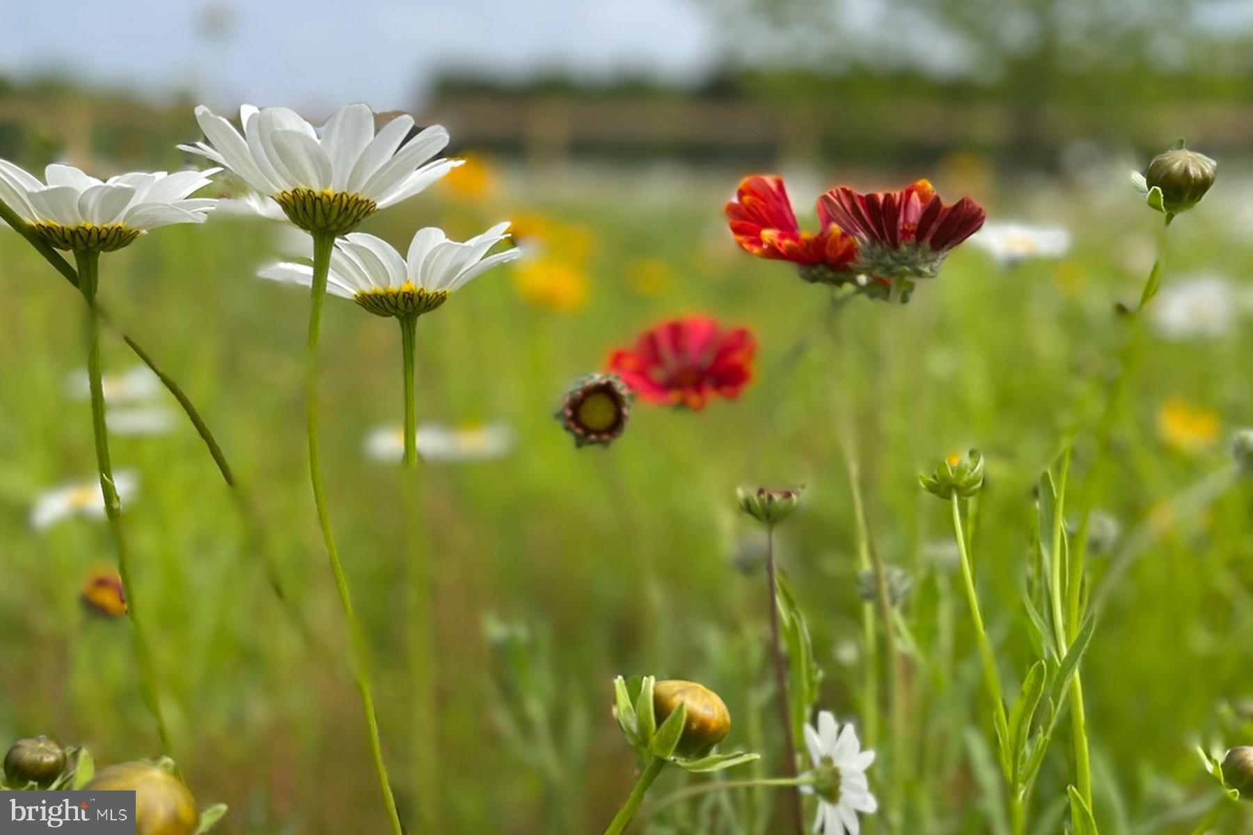 18605 Road 255 Georgetown, DE 19947 - Photo 87 of 93