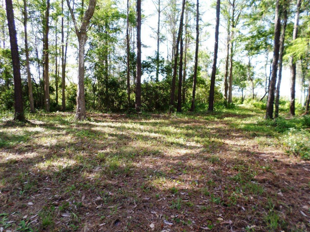 10150 State Highway 40 Inglis, FL 34449 - Photo 11 of 18 a view of outdoor space with trees