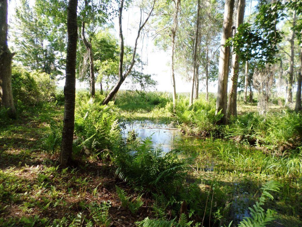 10150 State Highway 40 Inglis, FL 34449 - Photo 12 of 18 a view of a garden