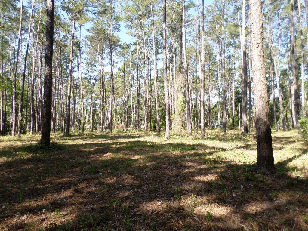 10150 State Highway 40 Inglis, FL 34449 - Photo 13 of 18 a backyard of building with trees