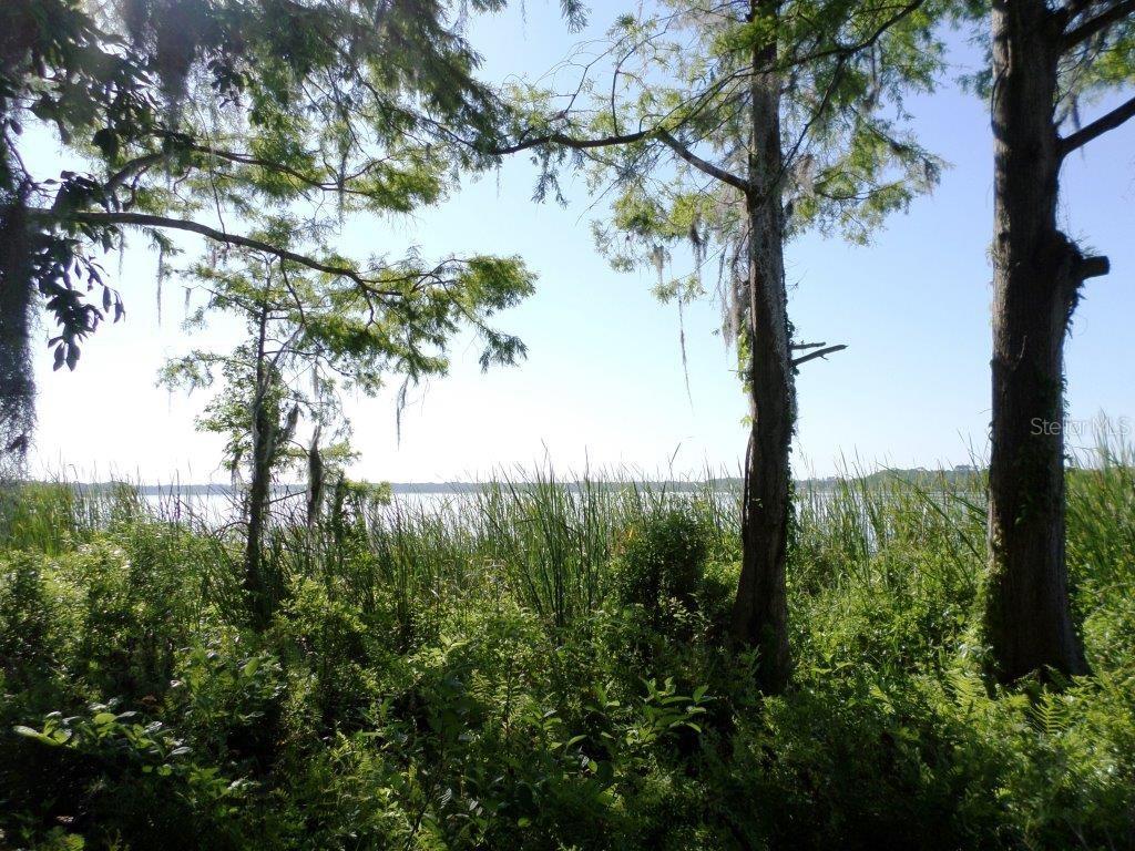 10150 State Highway 40 Inglis, FL 34449 - Photo 4 of 18 a view of a tree in a garden