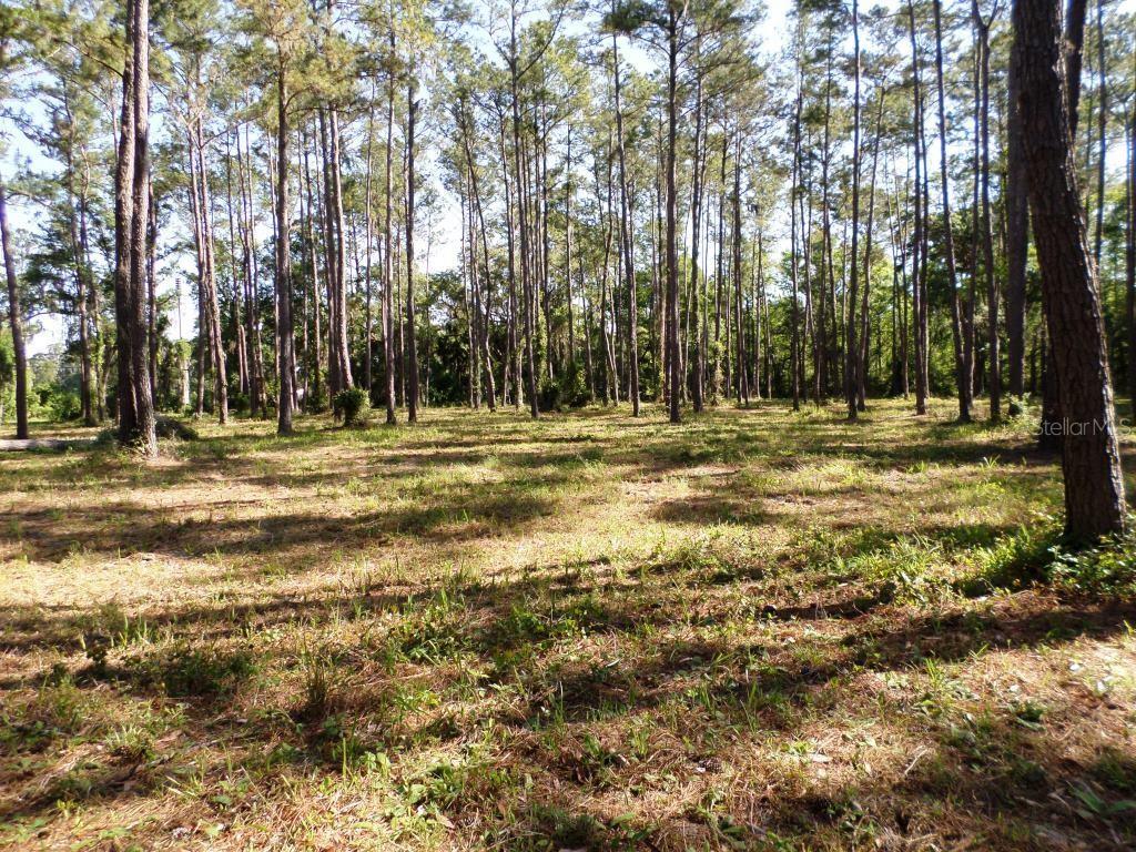10150 State Highway 40 Inglis, FL 34449 - Photo 10 of 18 a view of outdoor space with trees