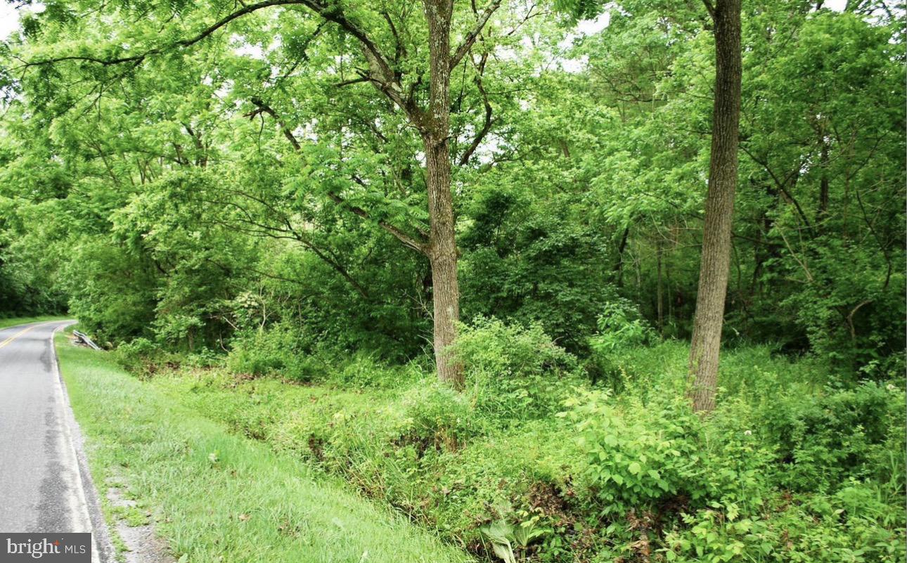 Carrs Mill Road Woodbine, MD 21797 - Photo 1 of 3 a view of a lush green forest