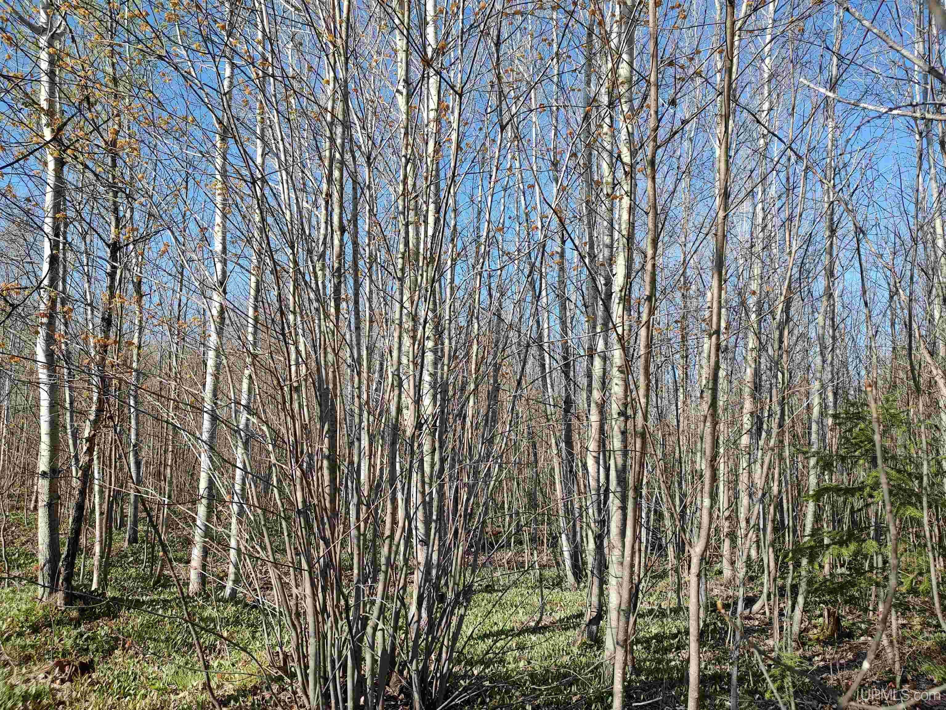 Tbd Tbd Schooner Road Ontonagon, MI 49953 - Photo 8 of 44