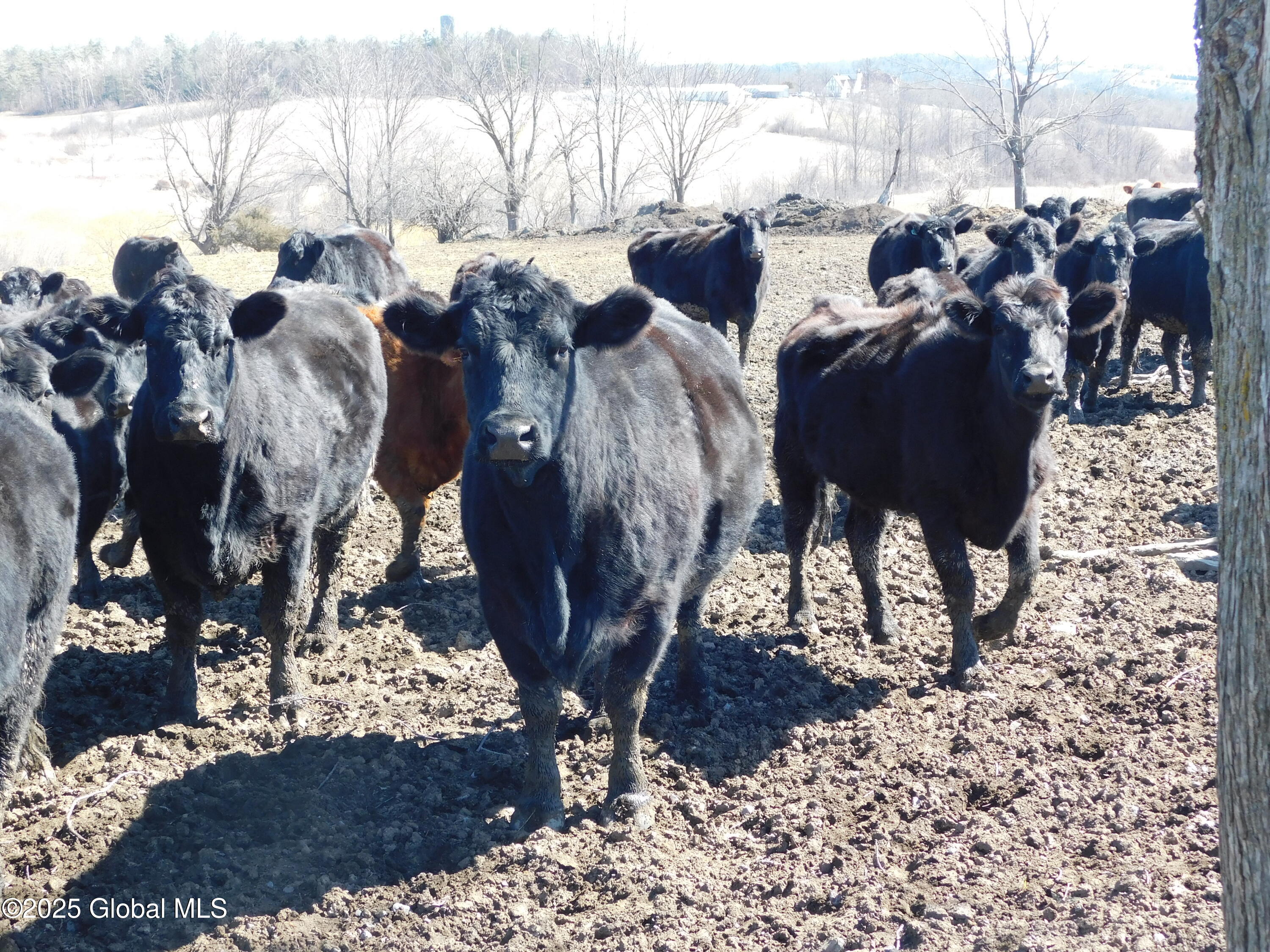 449 Caverns Road Howes Cave, NY 12092 - Photo 19 of 63 DSCN7010