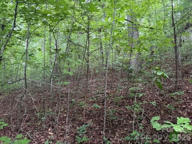 9999 Bill Collins Road Columbus, NC 28722 - Photo 11 of 17 a view of a forest that has large trees