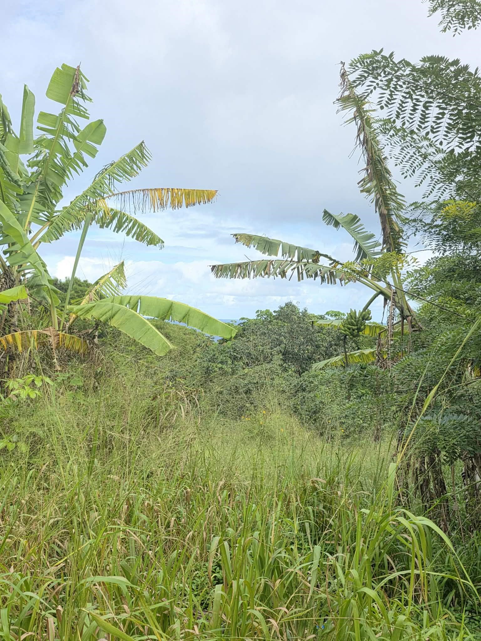 420 Haumana Road Haiku, HI 96708 - Photo 23 of 31