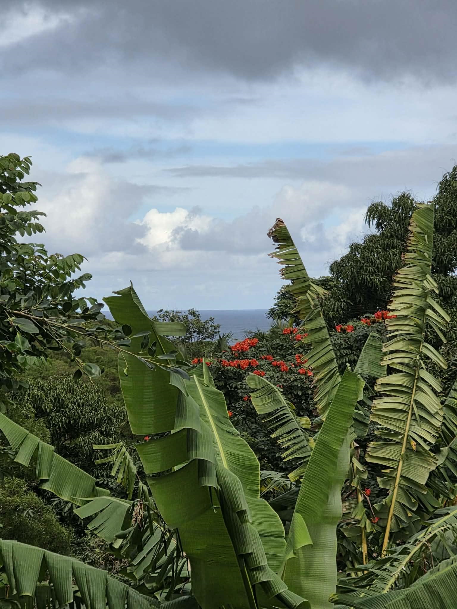 420 Haumana Road Haiku, HI 96708 - Photo 27 of 31 a view of a garden