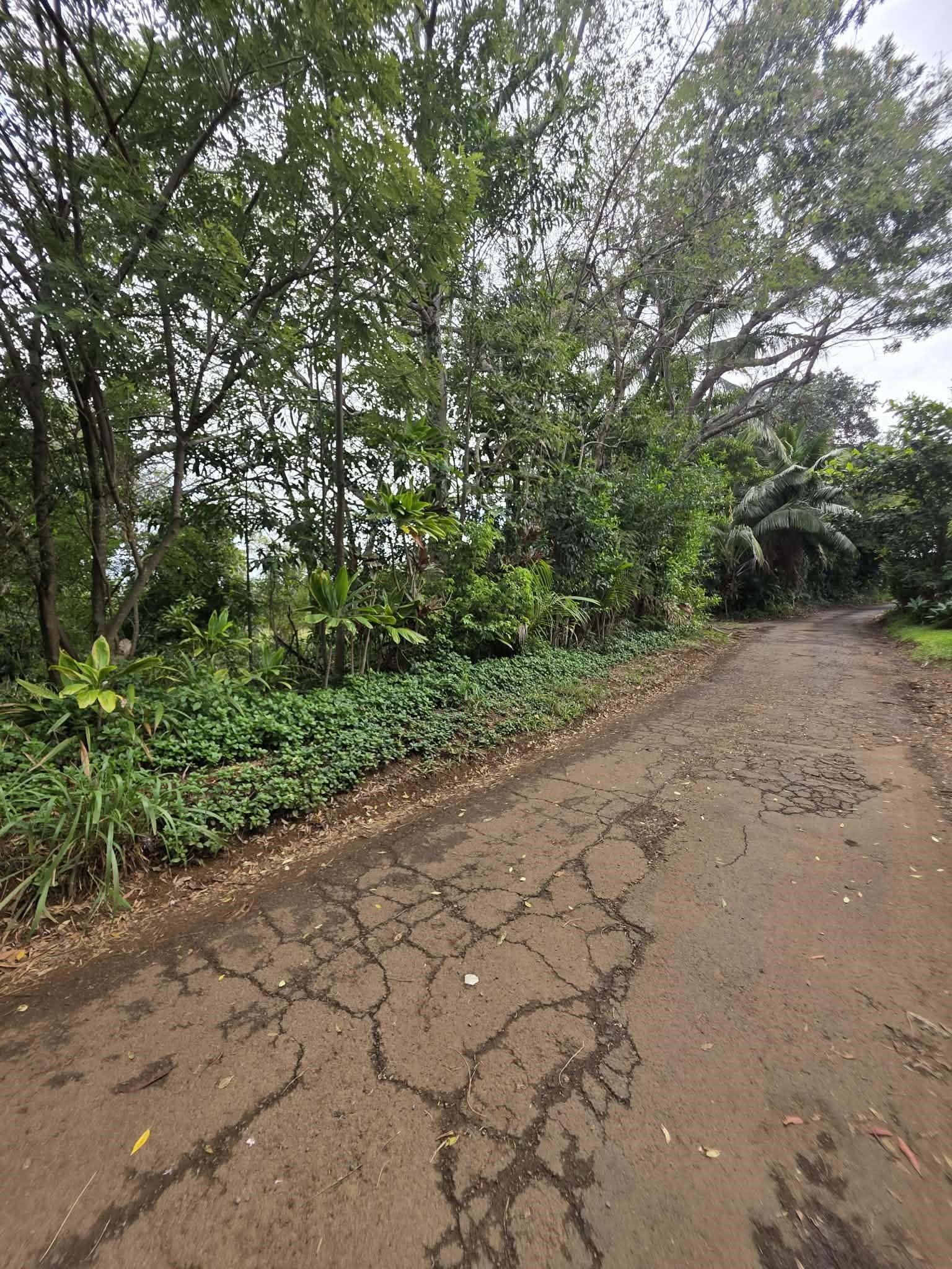 420 Haumana Road Haiku, HI 96708 - Photo 3 of 31 a view of a pathway both side of yard