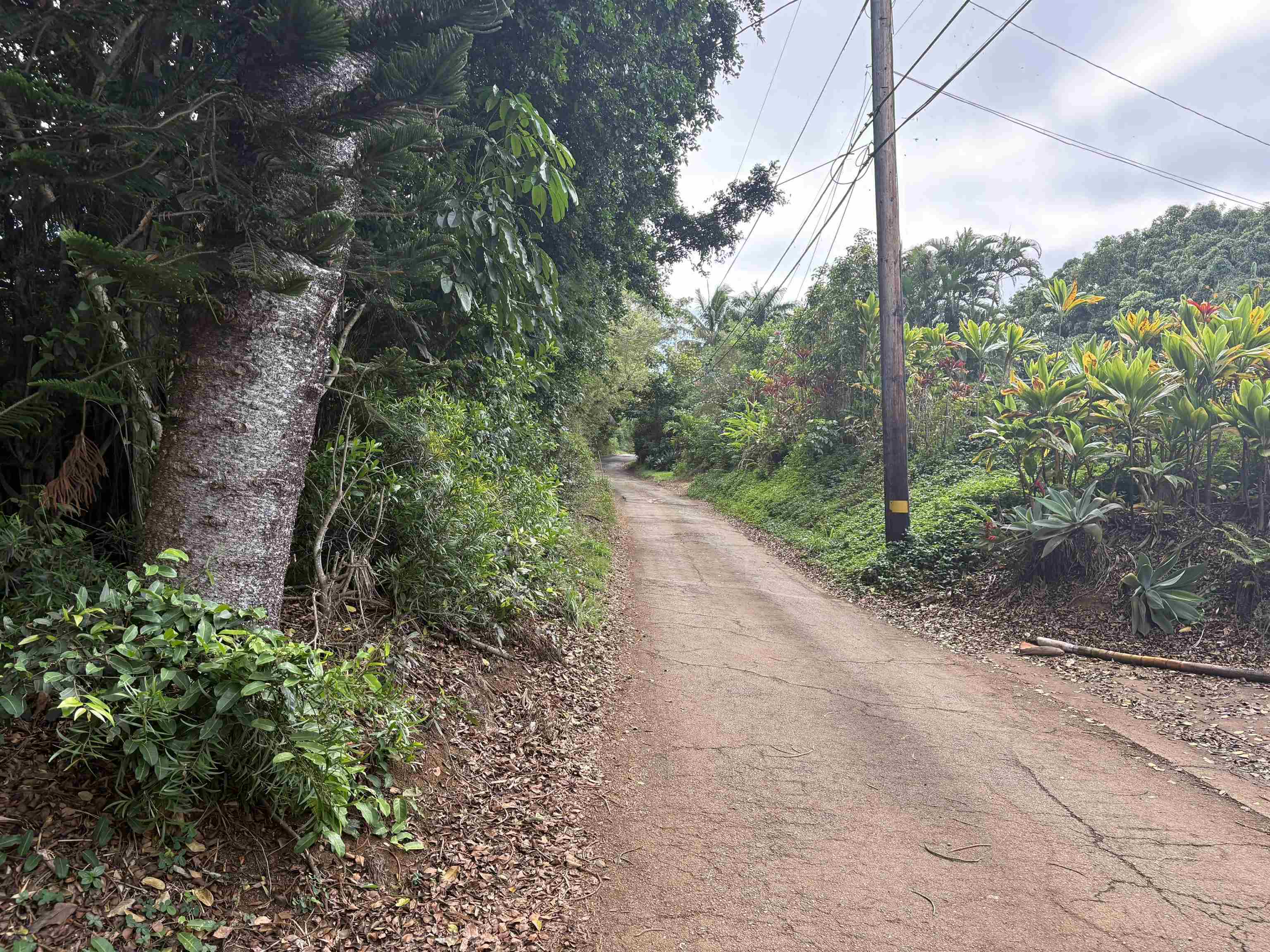 420 Haumana Road Haiku, HI 96708 - Photo 31 of 31 a view of a yard with plants and large trees