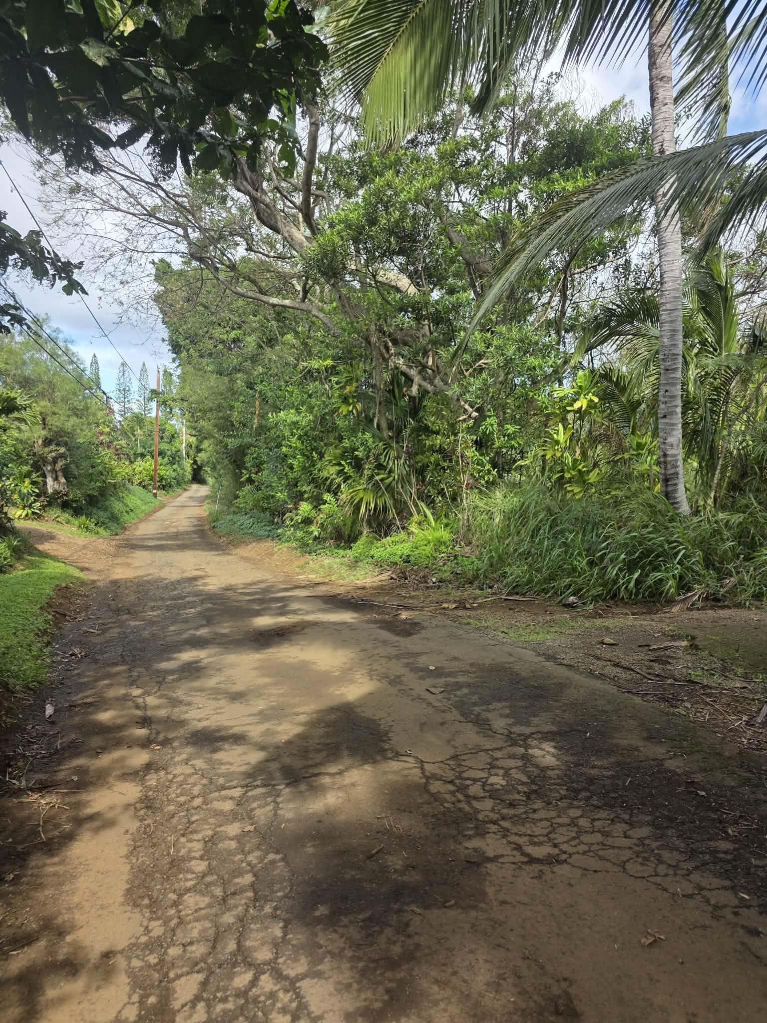 420 Haumana Road Haiku, HI 96708 - Photo 8 of 31 a view of a yard with plants and large trees