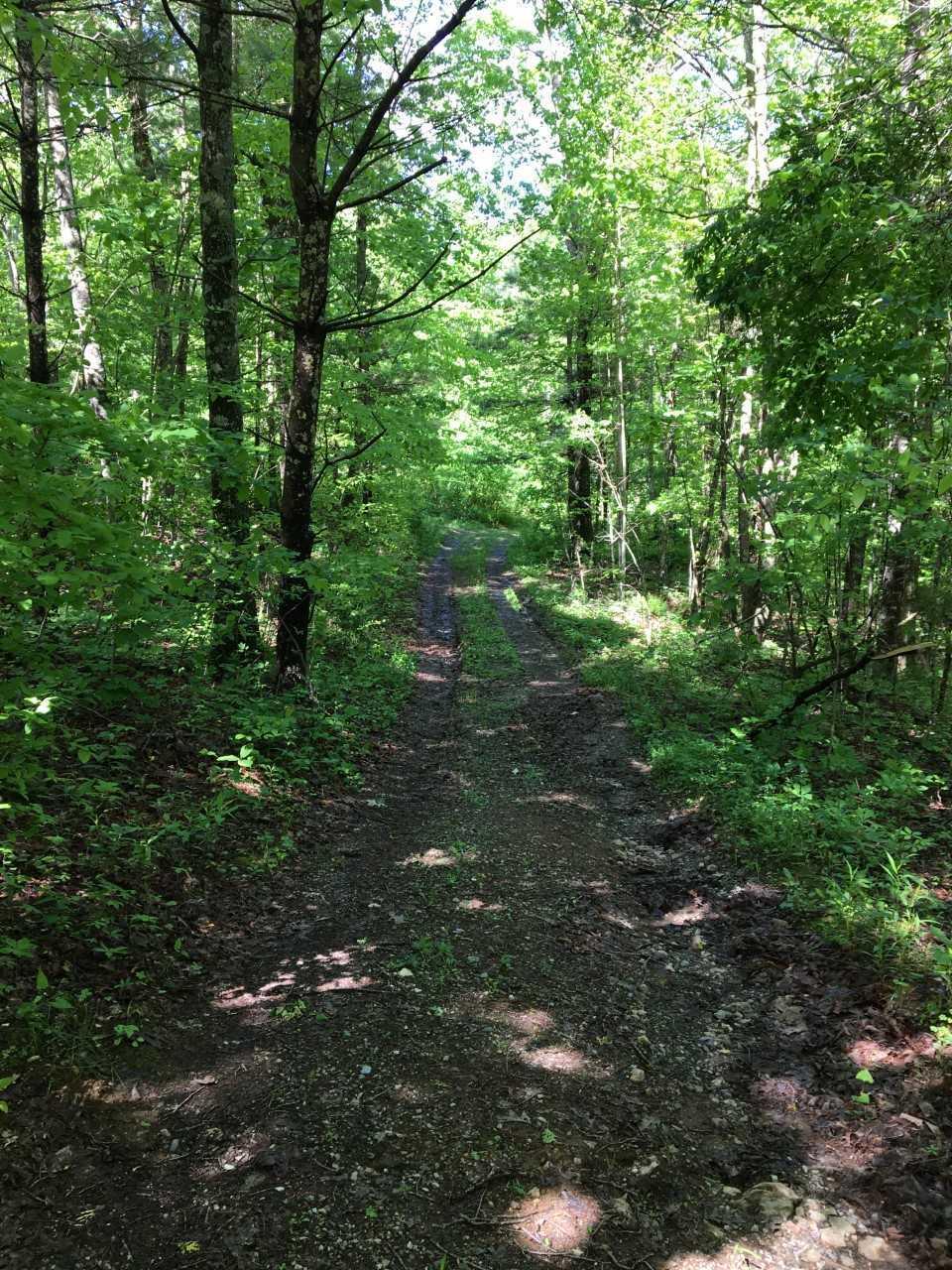 210 Chestnut Level Road Southeast Copper Hill, VA 24079 - Photo 9 of 15 a view of a forest
