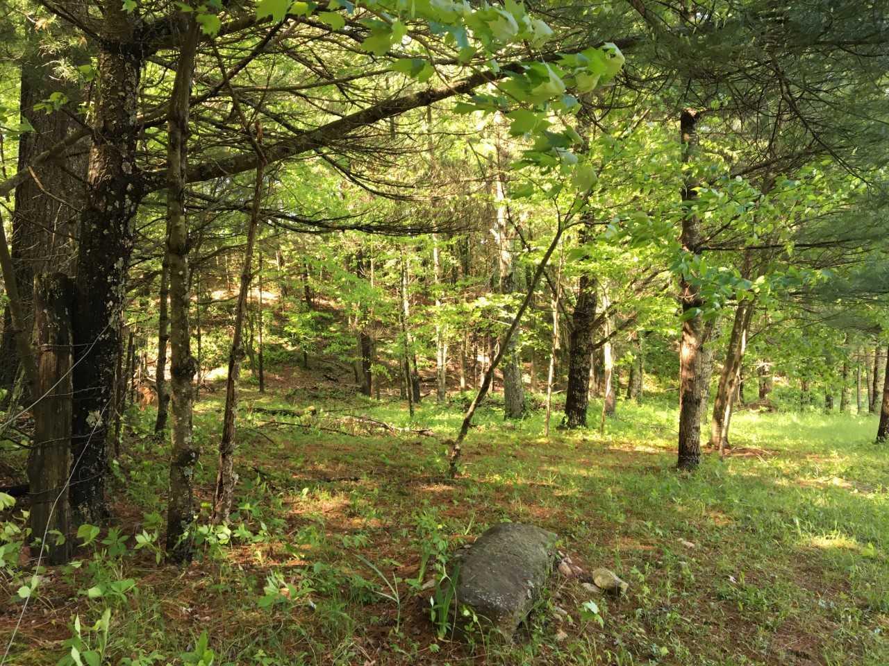 210 Chestnut Level Road Southeast Copper Hill, VA 24079 - Photo 10 of 15 a view of yard with trees