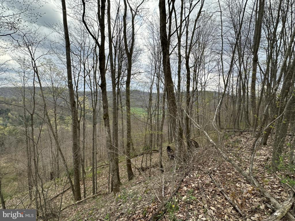 111 Rob Roy Road Bradford, PA 16701 - Photo 36 of 41 Serene woodland vista in early spring.