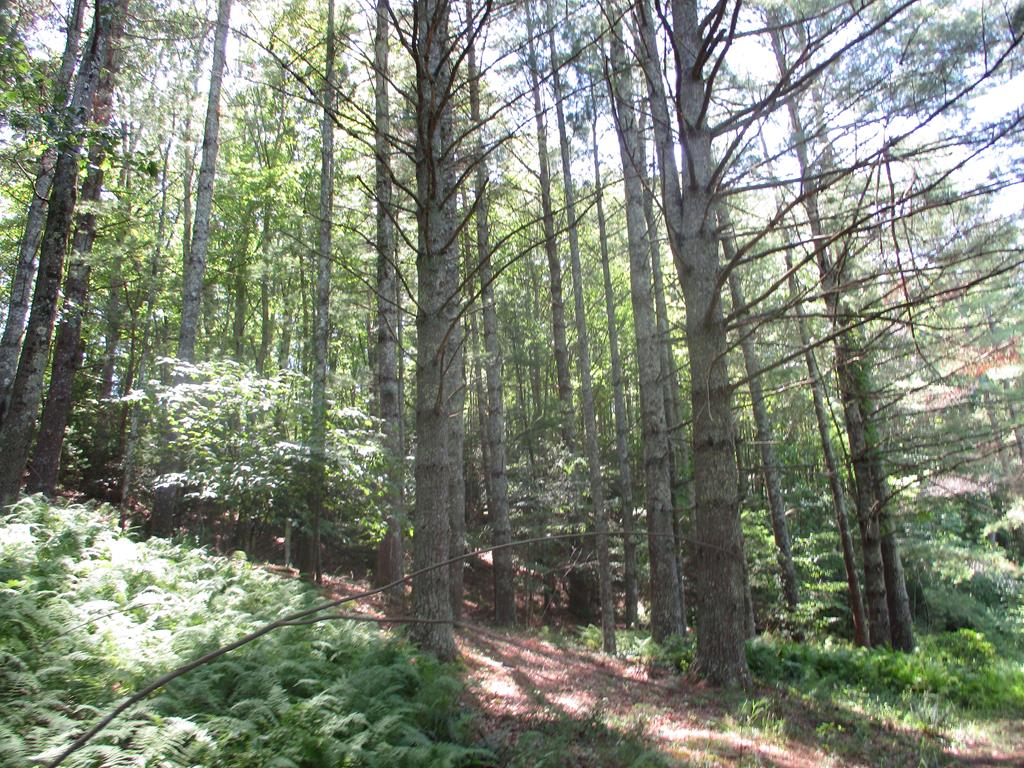 Tbd Big Ridge Road Independence, VA 24348 - Photo 1 of 4 Gallery Image 1