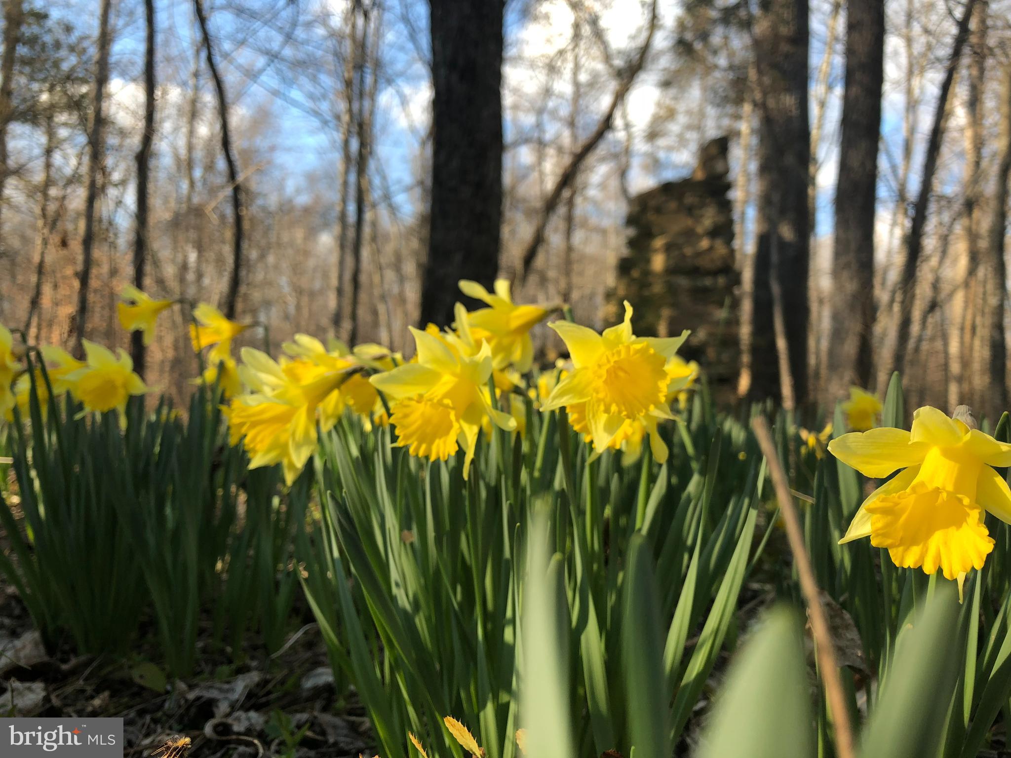 0 Dovey Road Spotsylvania, VA 22551 - Photo 14 of 23 a view of a garden