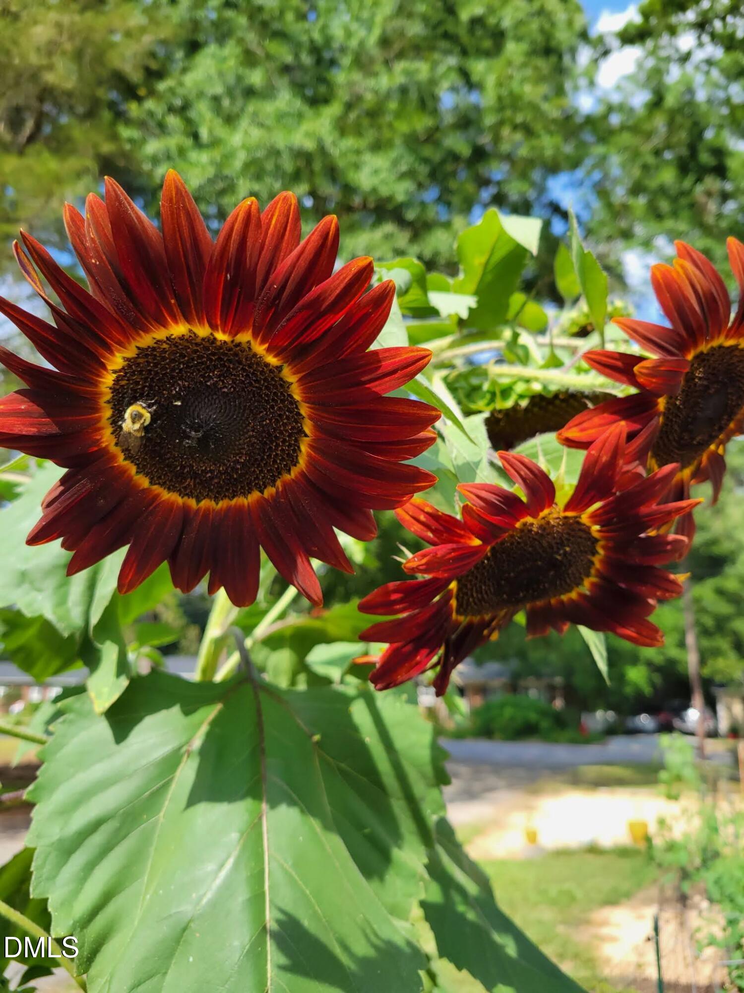 2811 Omah Street Durham, NC 27705 - Photo 58 of 74 67332B79-023E-490A-83AD-40DBACBE8DB9