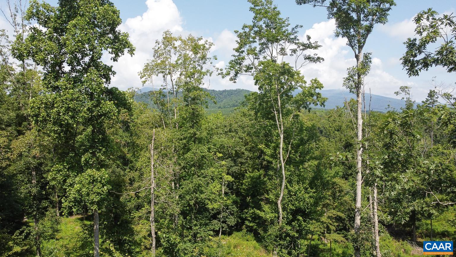 0 Adial Road Faber, VA 22938 - Photo 13 of 15 a view of a forest with a tree