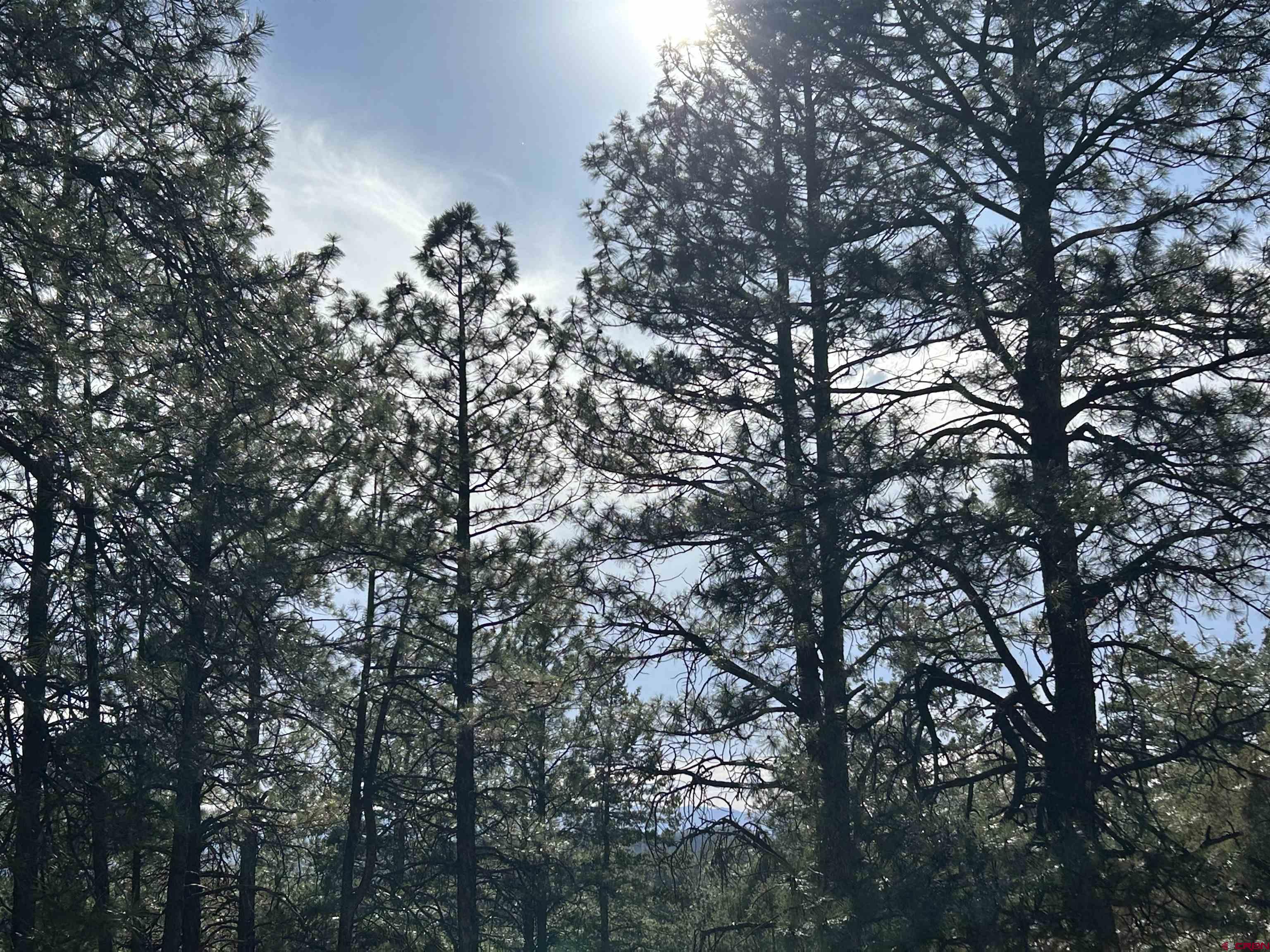 1333 Doc Adams Road Pagosa Springs, CO 81147 - Photo 12 of 20 a view of a tree in between the top of a house