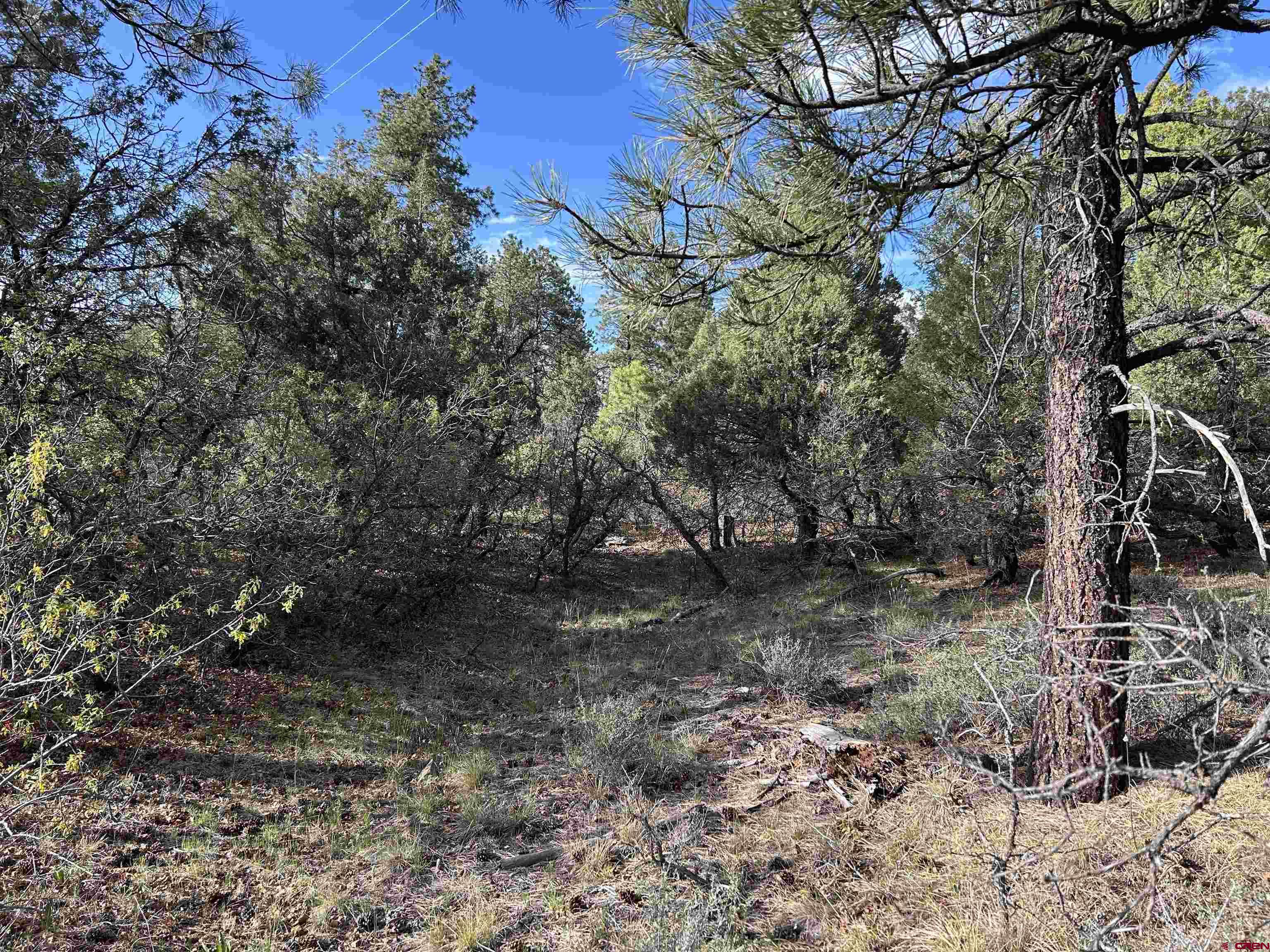 1333 Doc Adams Road Pagosa Springs, CO 81147 - Photo 13 of 20 a view of a yard with plants and trees