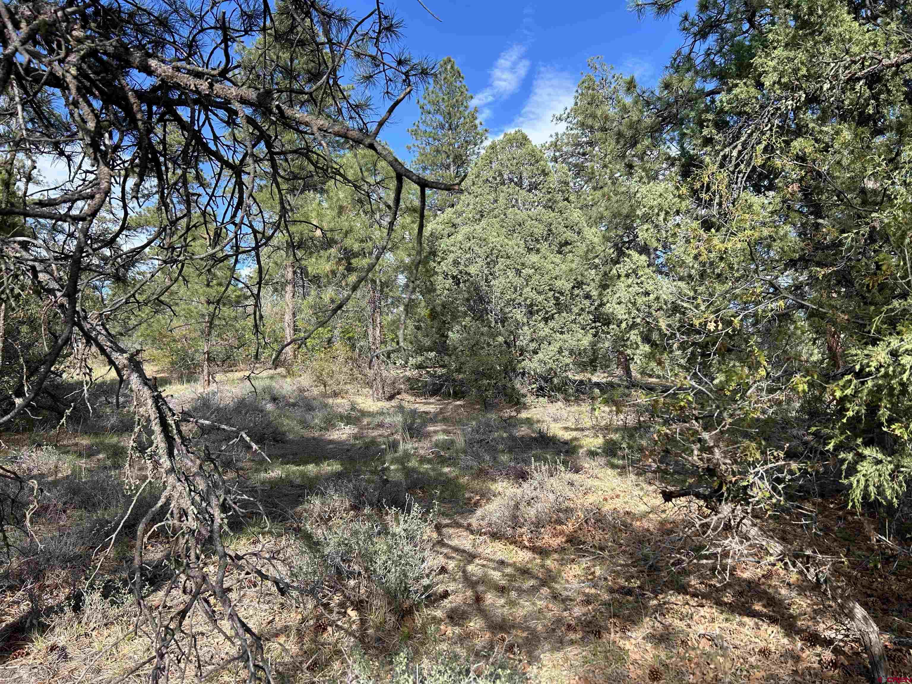 1333 Doc Adams Road Pagosa Springs, CO 81147 - Photo 14 of 20 a view of a yard with a tree