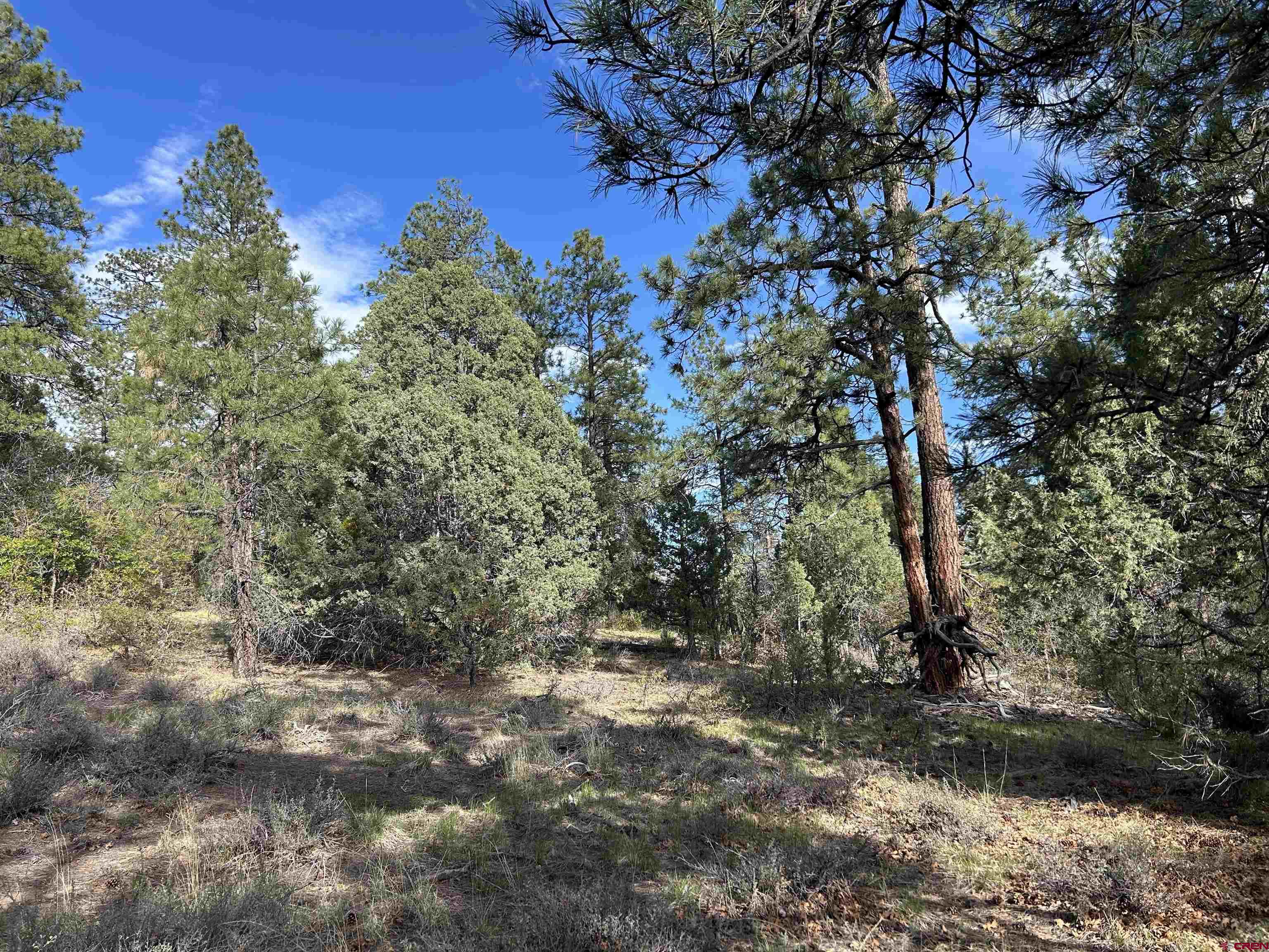1333 Doc Adams Road Pagosa Springs, CO 81147 - Photo 15 of 20 a view of a forest with trees