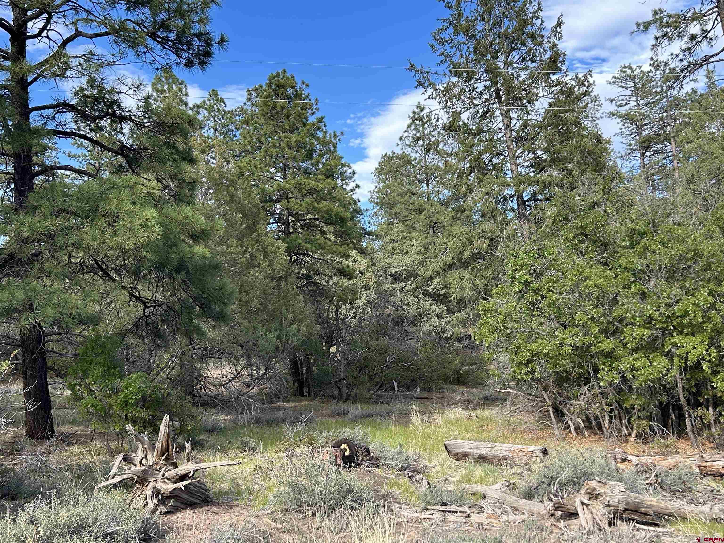 1333 Doc Adams Road Pagosa Springs, CO 81147 - Photo 17 of 20 a view of a yard with large trees
