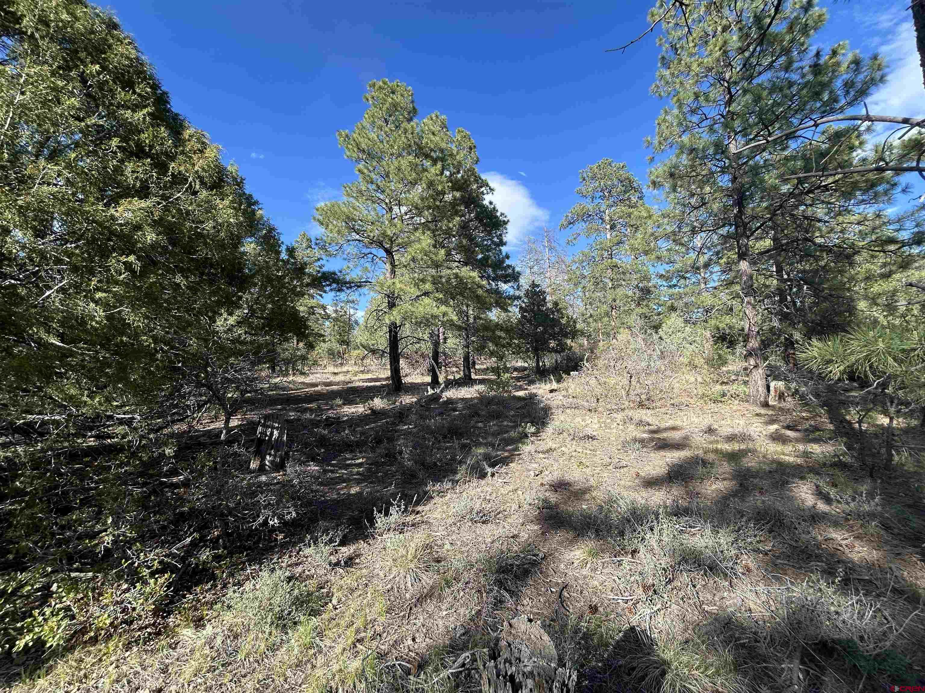 1333 Doc Adams Road Pagosa Springs, CO 81147 - Photo 2 of 20 a view of dirt yard with a tree