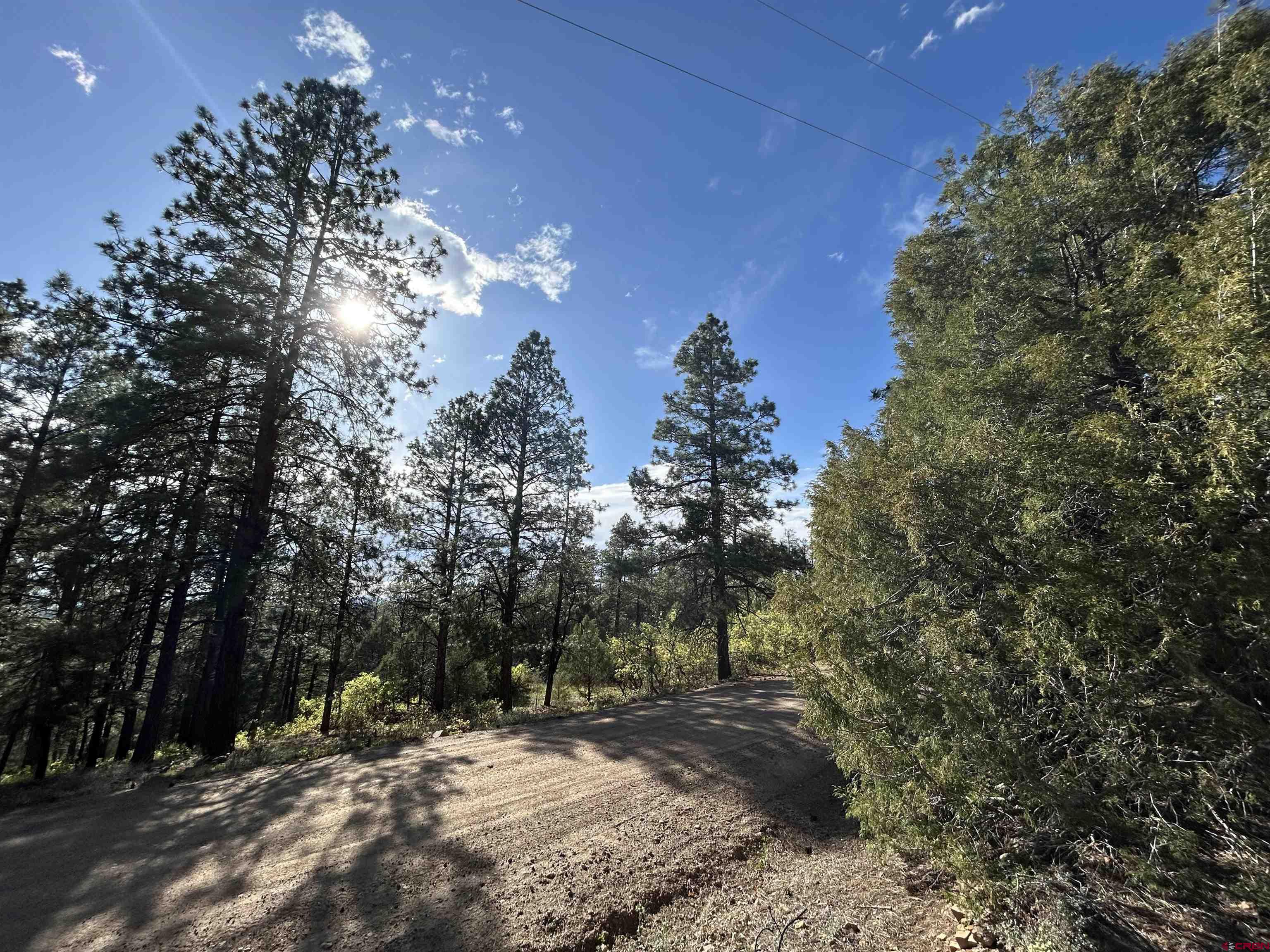 1333 Doc Adams Road Pagosa Springs, CO 81147 - Photo 3 of 20 a view of a forest with trees