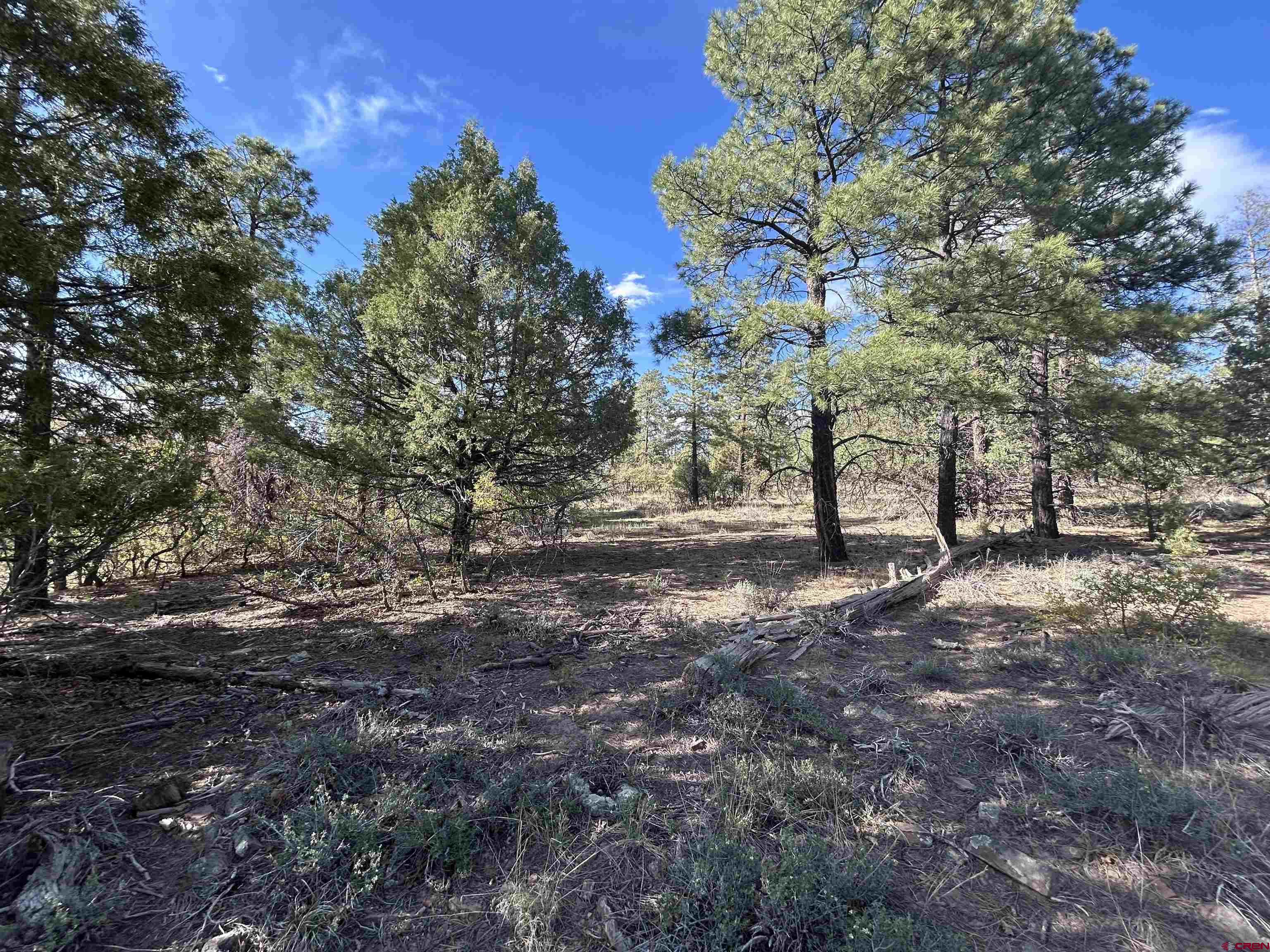 1333 Doc Adams Road Pagosa Springs, CO 81147 - Photo 4 of 20 a view of a tree in the middle of a yard