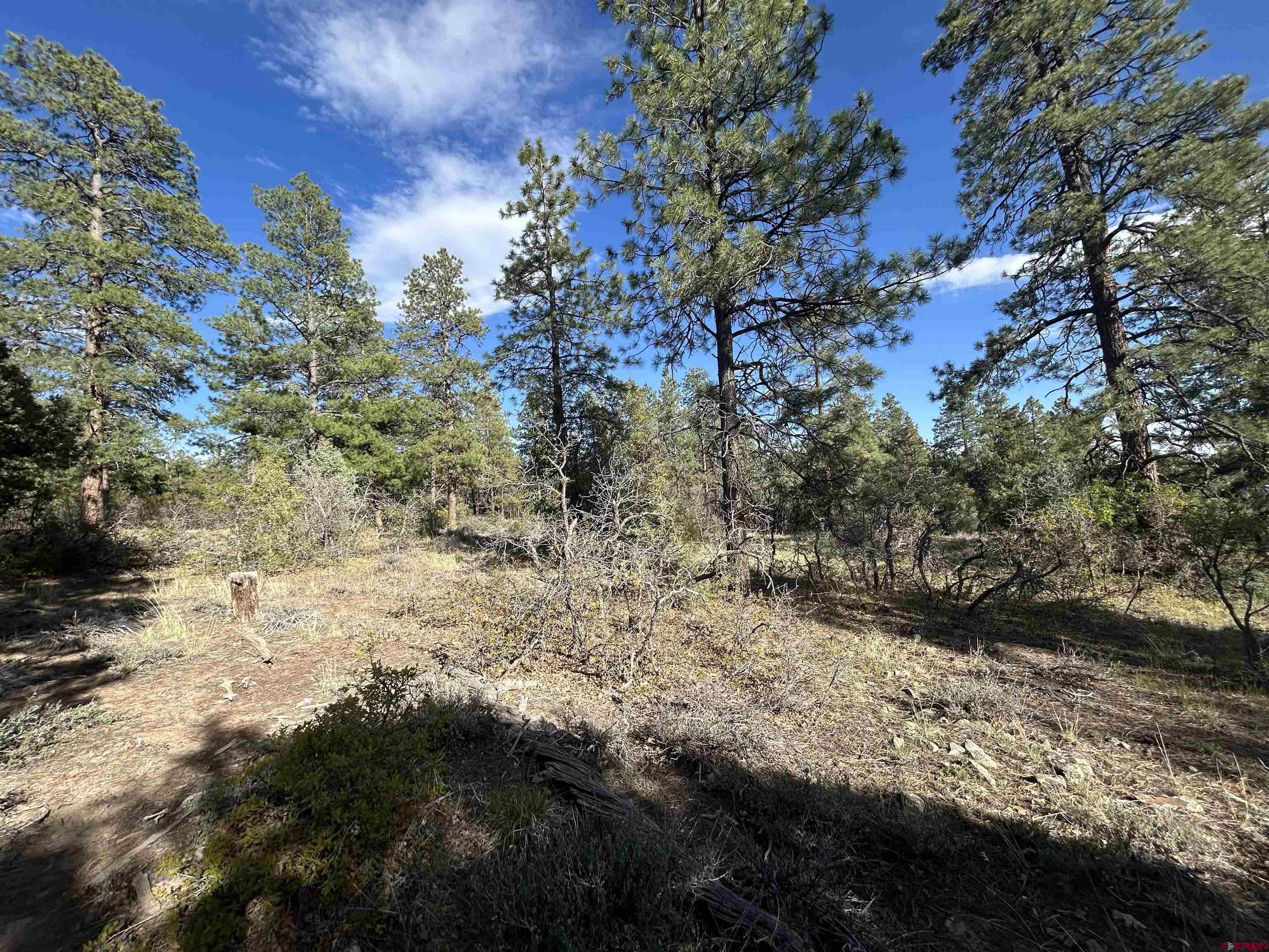 1333 Doc Adams Road Pagosa Springs, CO 81147 - Photo 5 of 20 a view of a yard with a tree