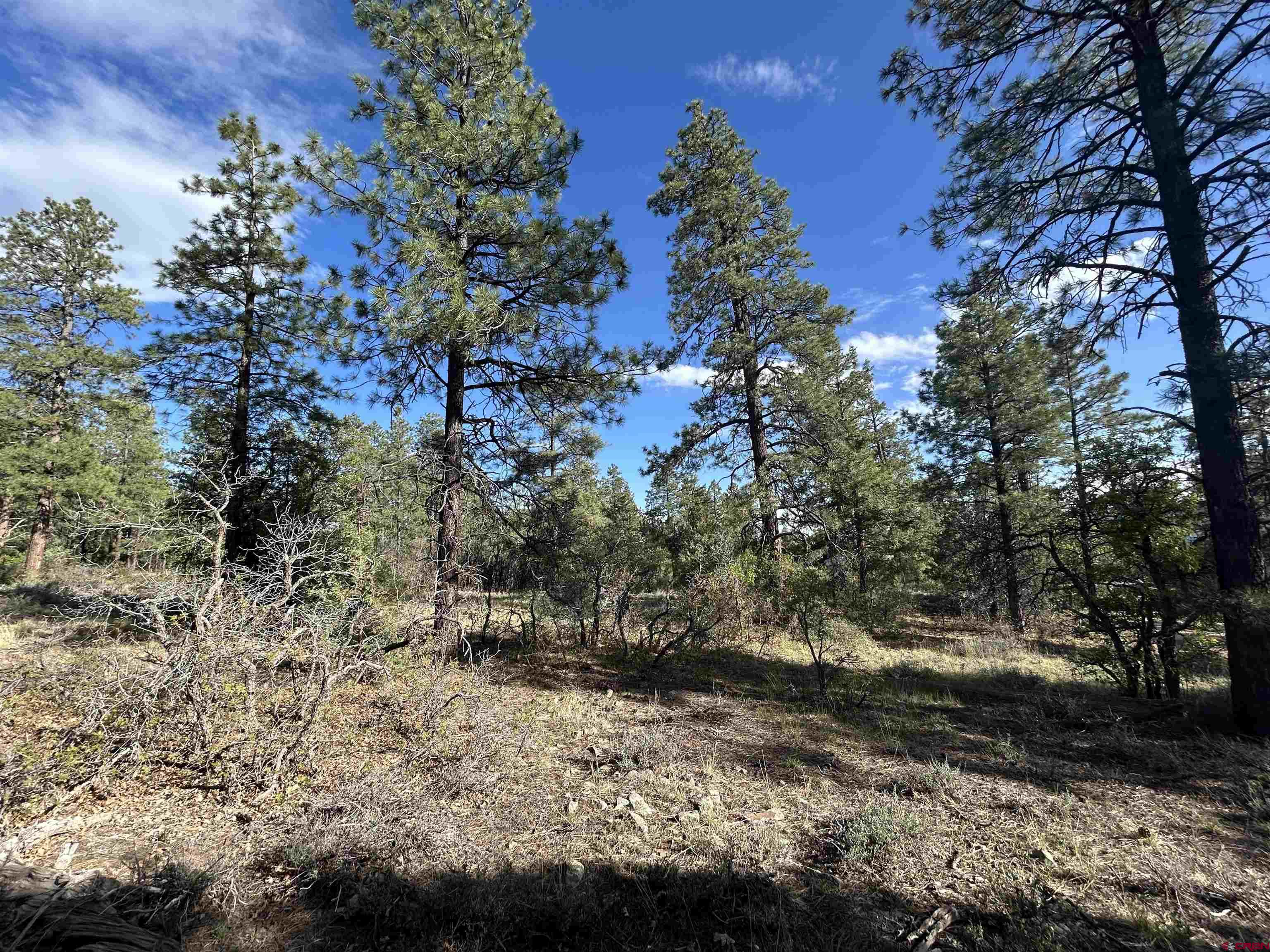 1333 Doc Adams Road Pagosa Springs, CO 81147 - Photo 6 of 20 a view of a tree with a yard