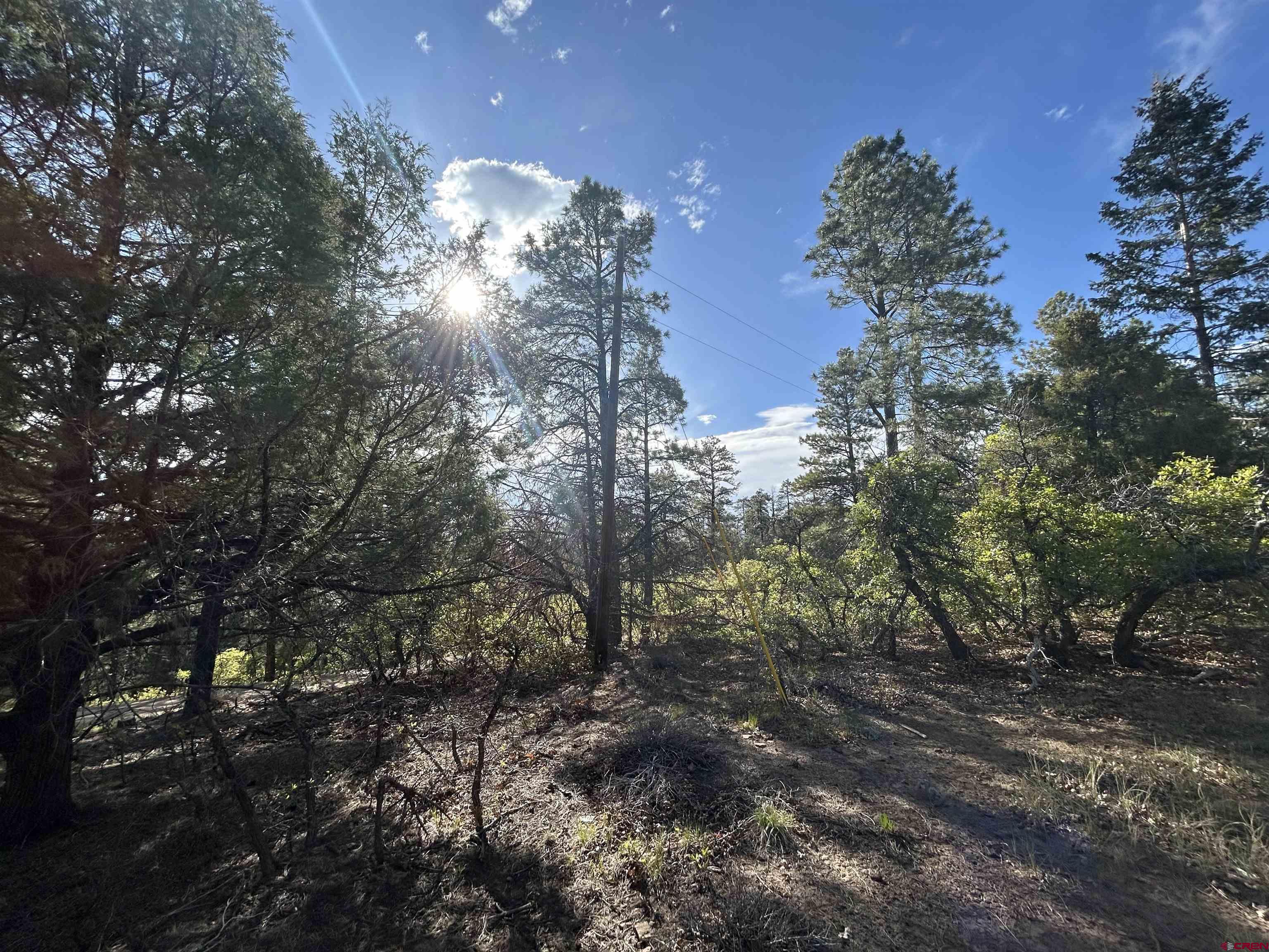 1333 Doc Adams Road Pagosa Springs, CO 81147 - Photo 8 of 20 a view of a forest with trees