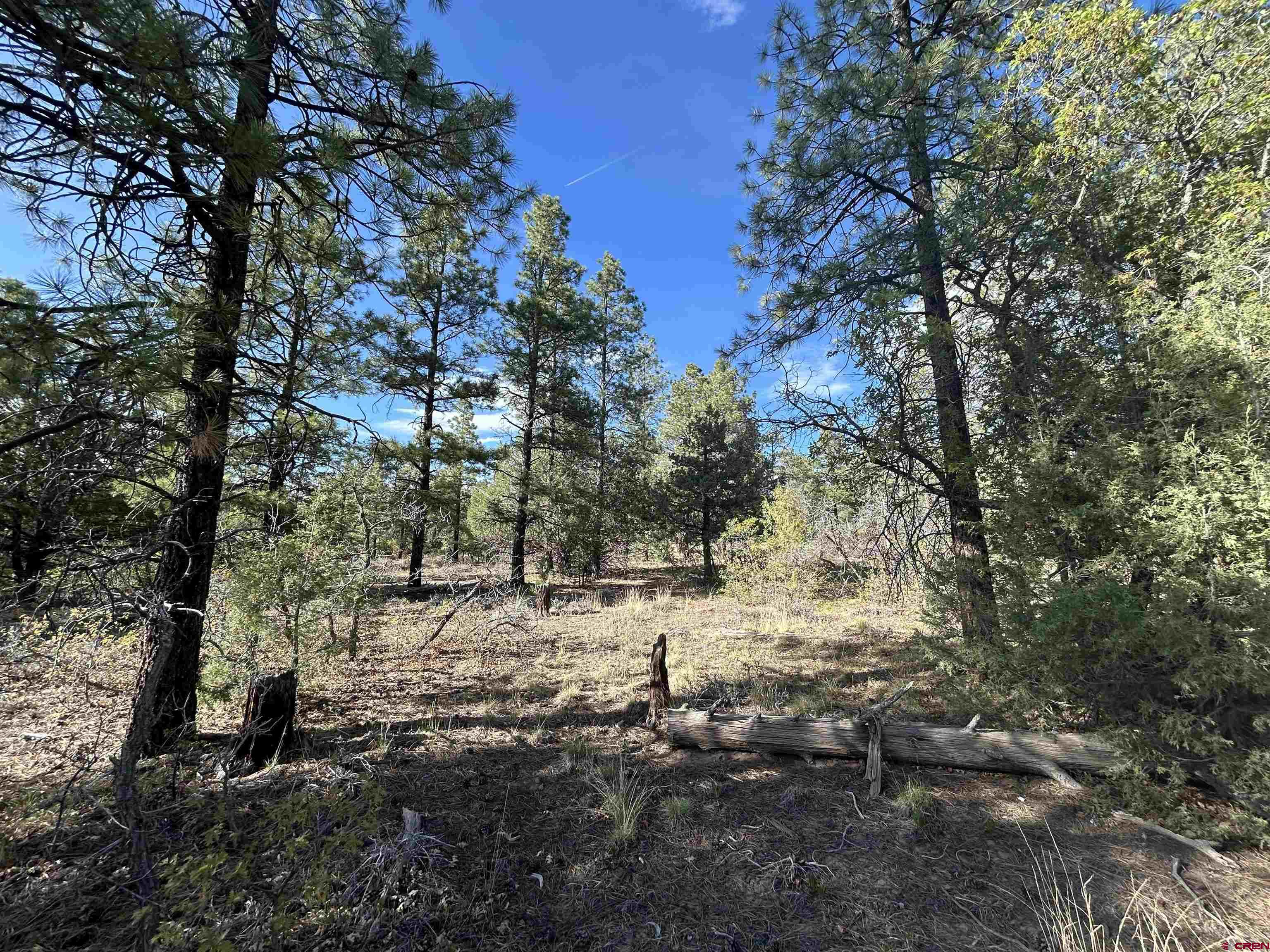 1333 Doc Adams Road Pagosa Springs, CO 81147 - Photo 9 of 20 a view of a yard with a tree