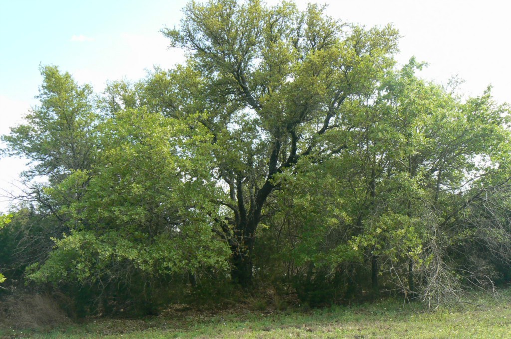 0 Patricia Road Georgetown, TX 78628 - Photo 1 of 1 Gallery Image 1
