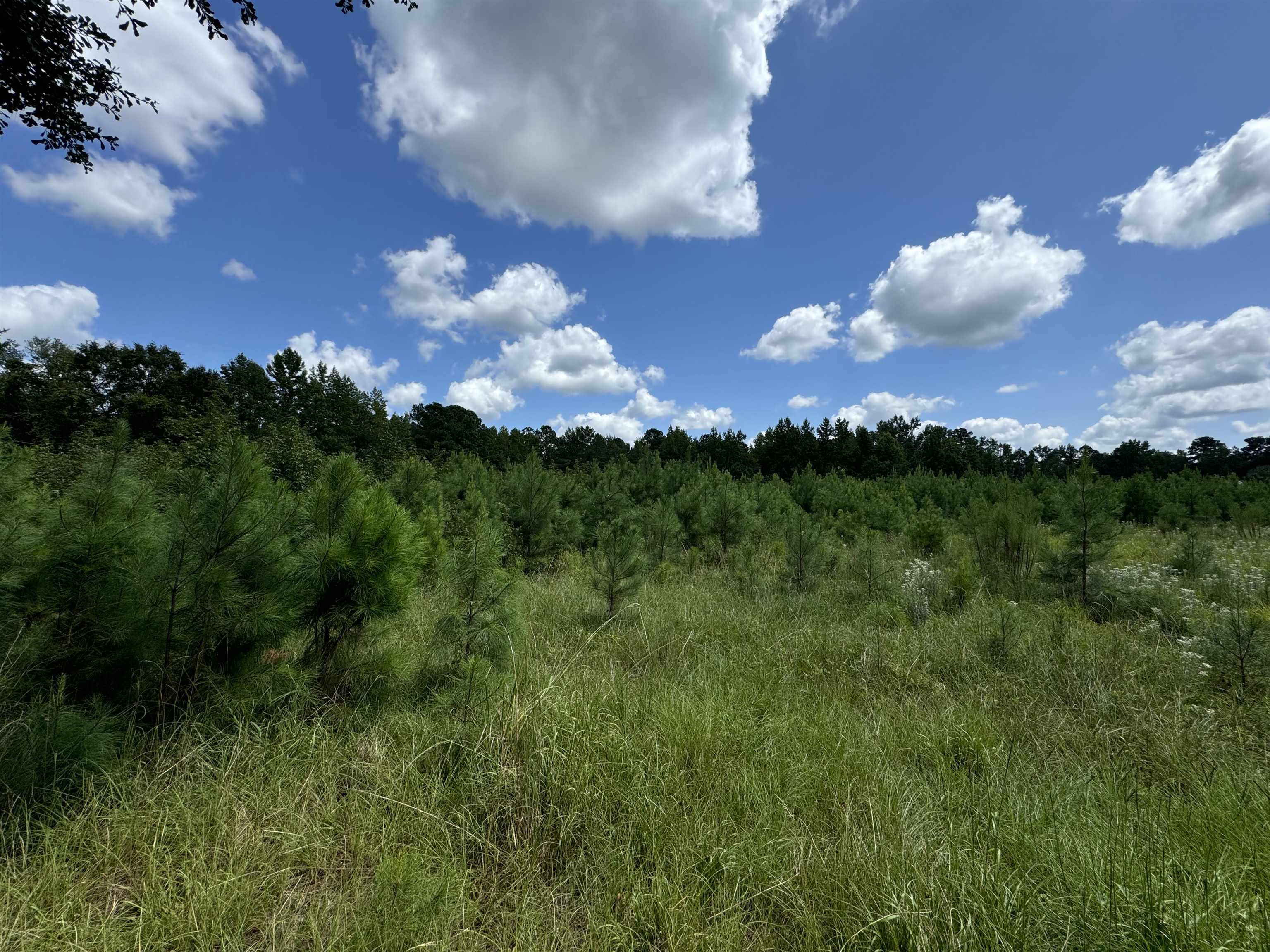 Tbd Graham Street Loris, SC 29569 - Photo 11 of 13 View of landscape