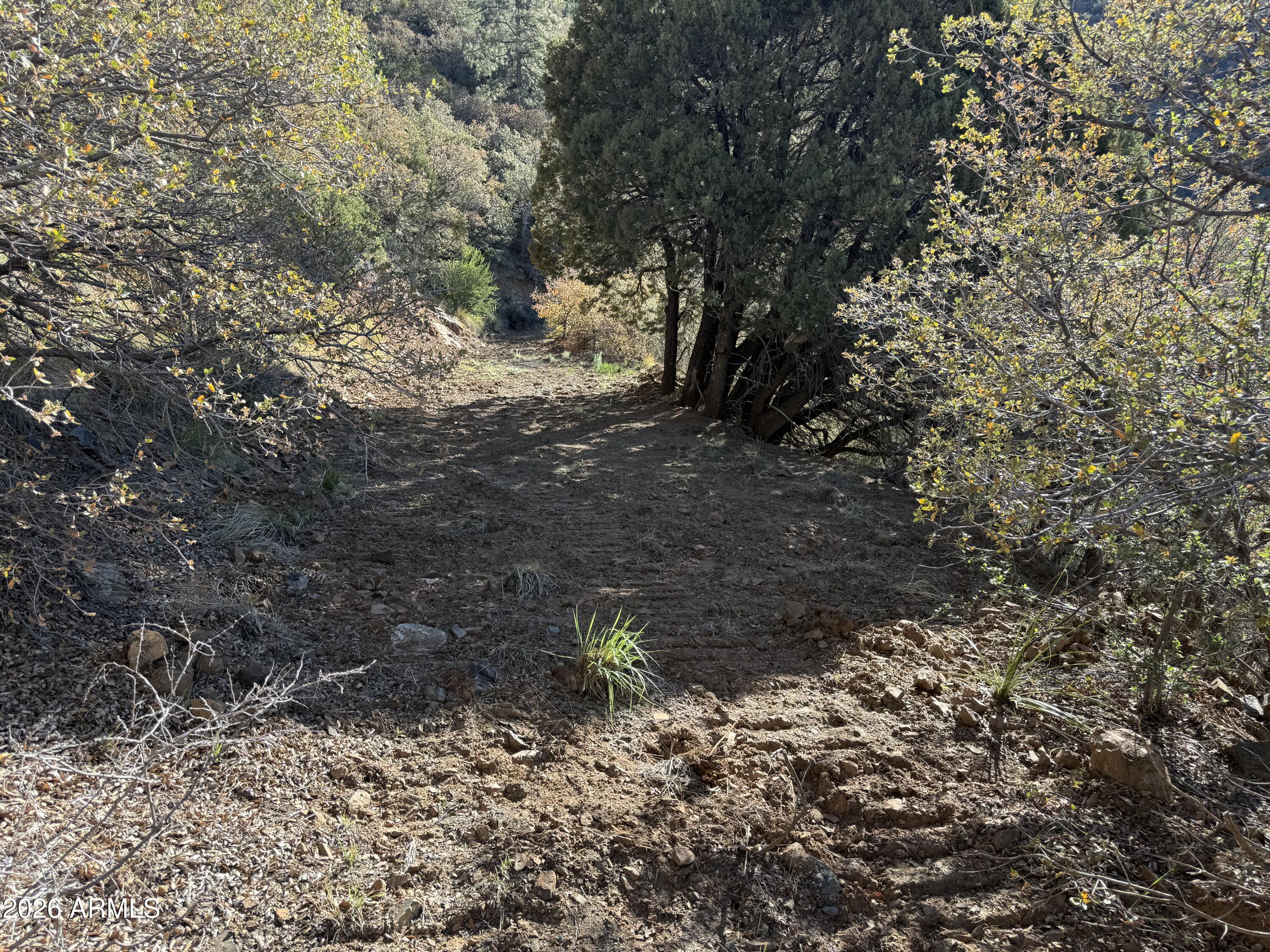 22560 Gladiator Mine Road Crown King, AZ 86343 - Photo 4 of 6 a view of a yard with plants and trees