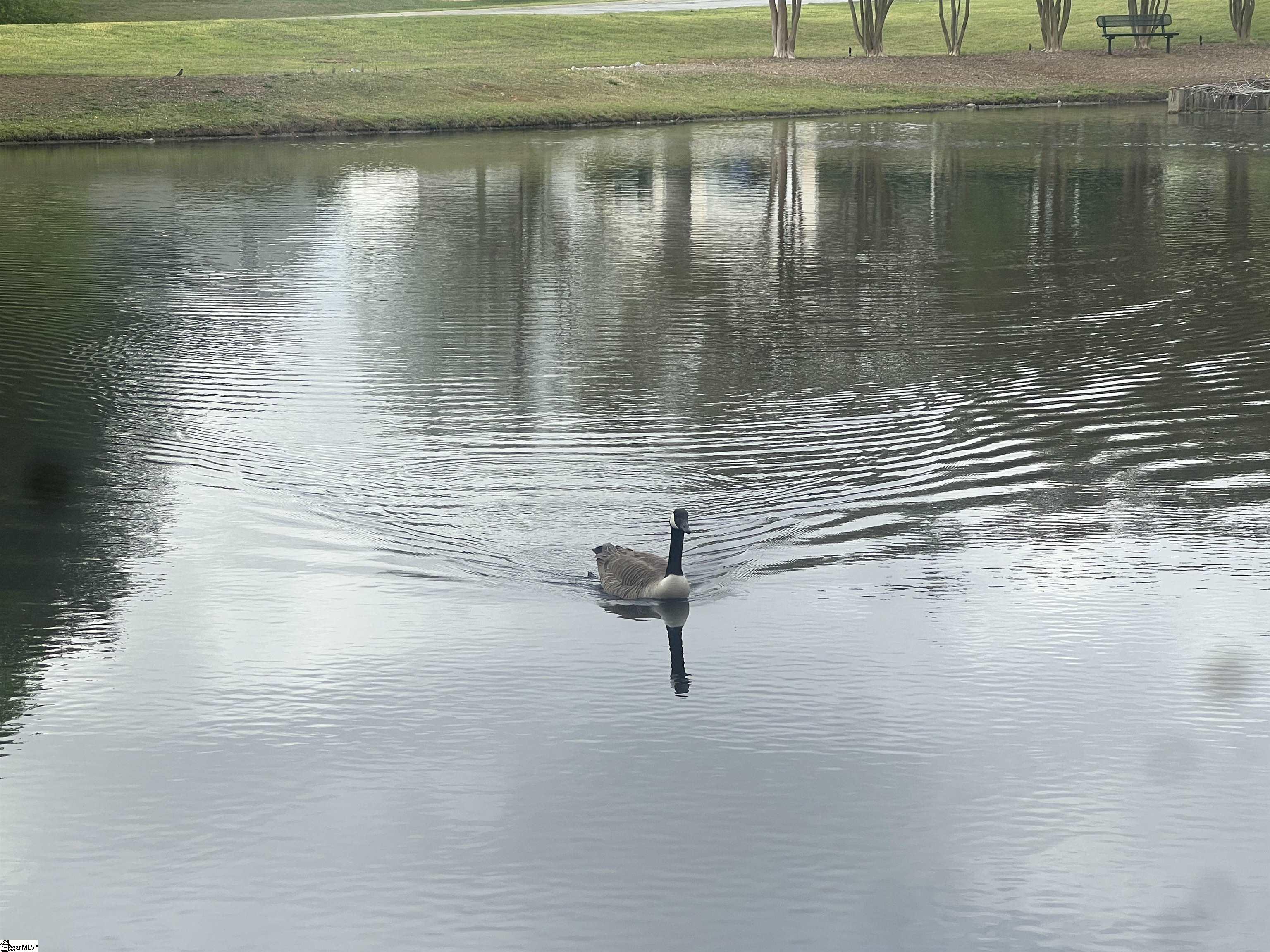 522 Peach Grove Place Mauldin, SC 29662 - Photo 34 of 36 beautiful nature always at the back door.